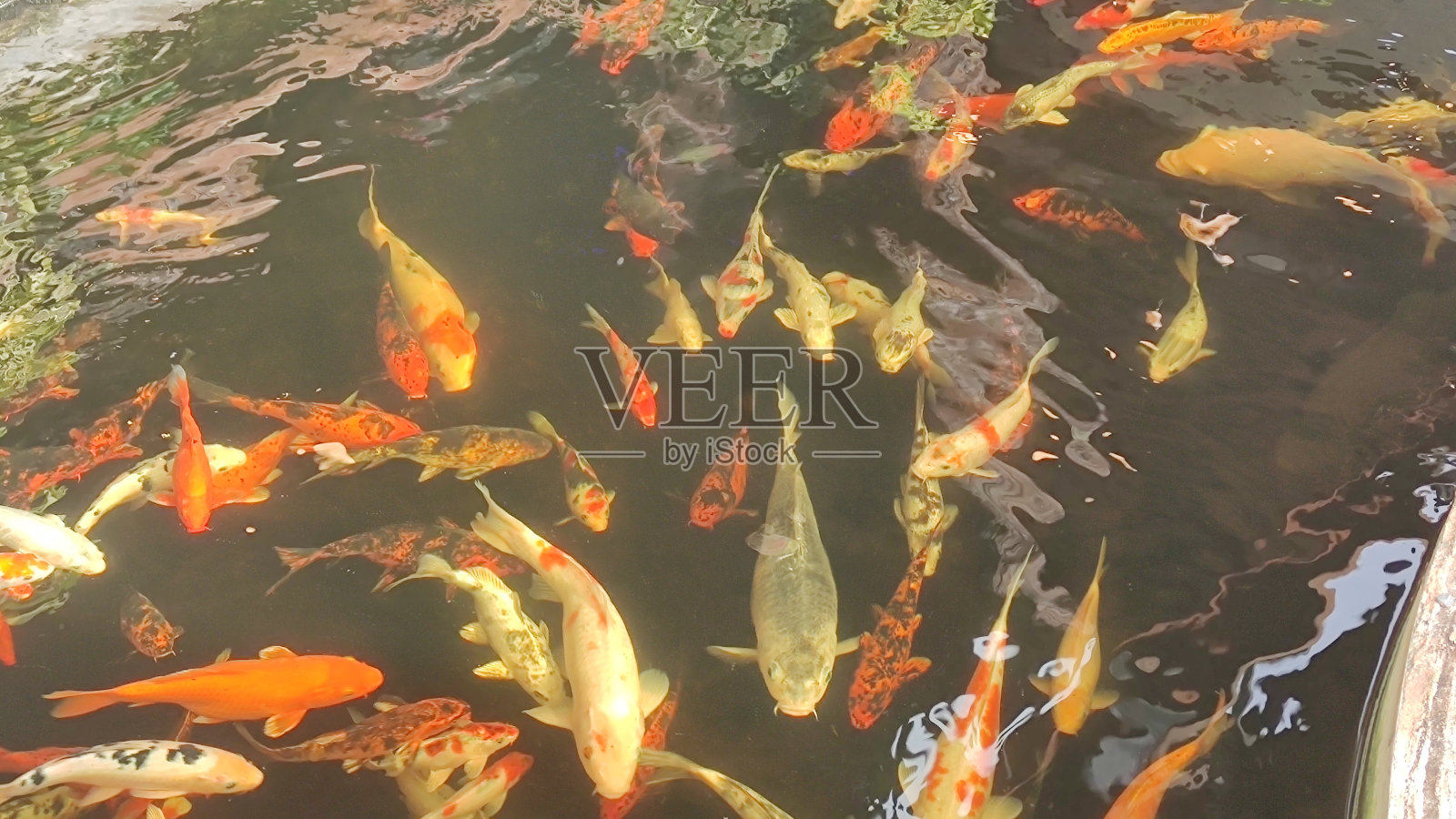 池塘里有许多奇特的鲤鱼。照片摄影图片
