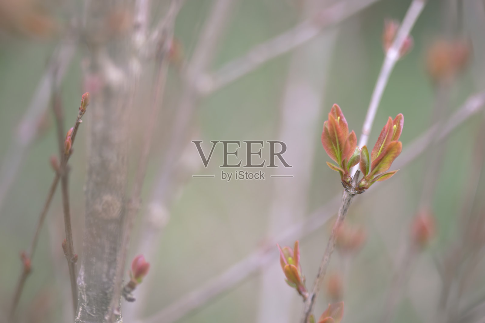 独特的背景在绿色柔和的色调与石榴树的树枝。空间复制照片摄影图片