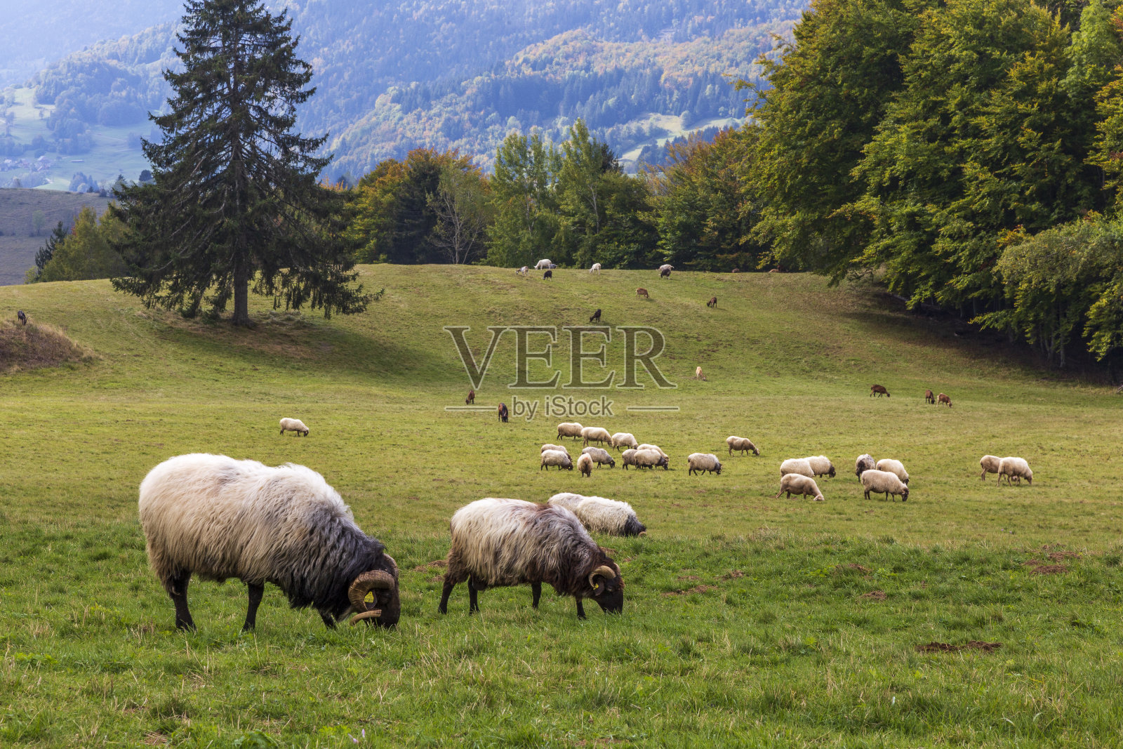羊在山上。法国阿尔卑斯山的Granges de Joigny。照片摄影图片