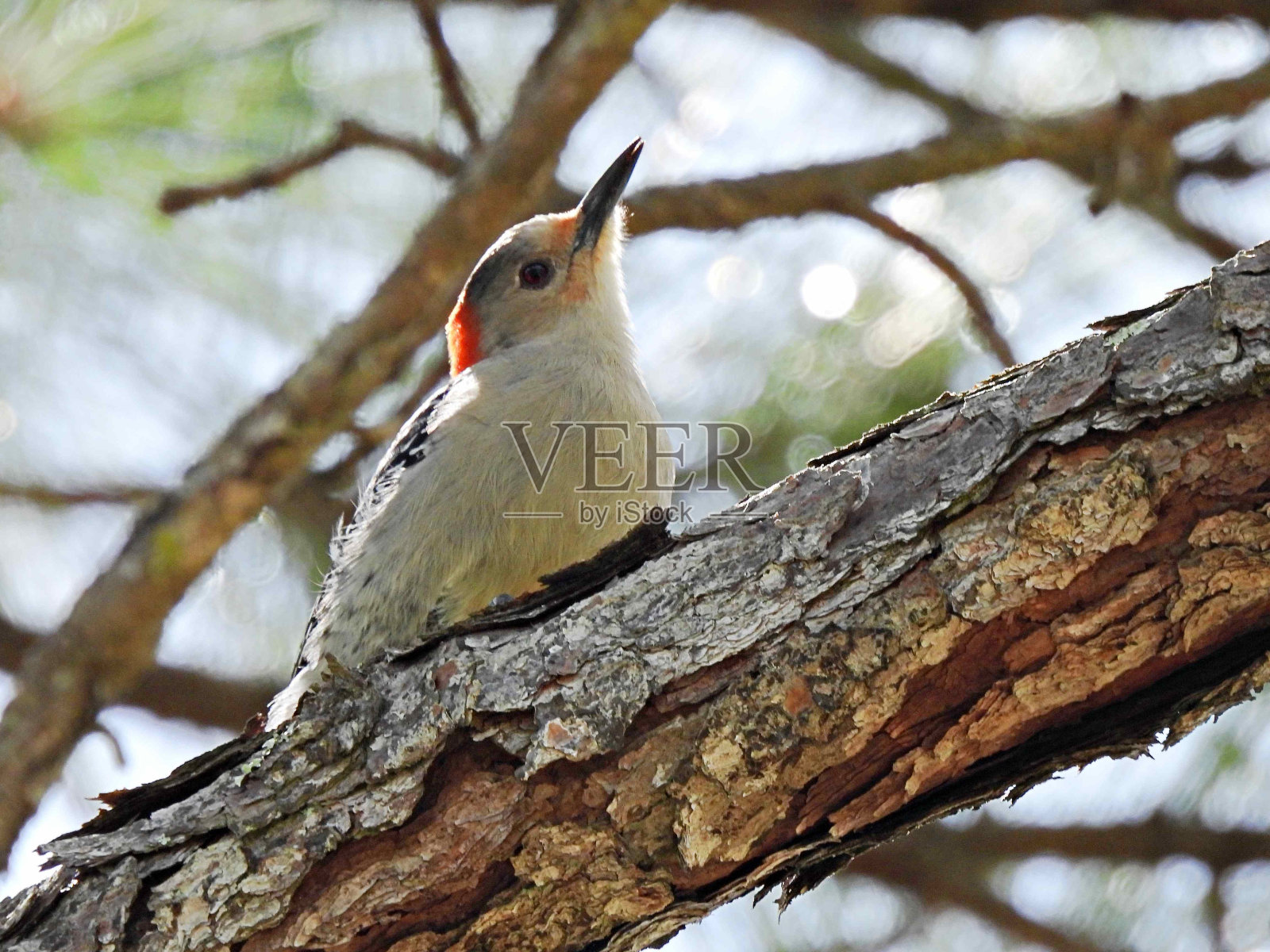 红腹啄木鸟栖息在树的一侧照片摄影图片