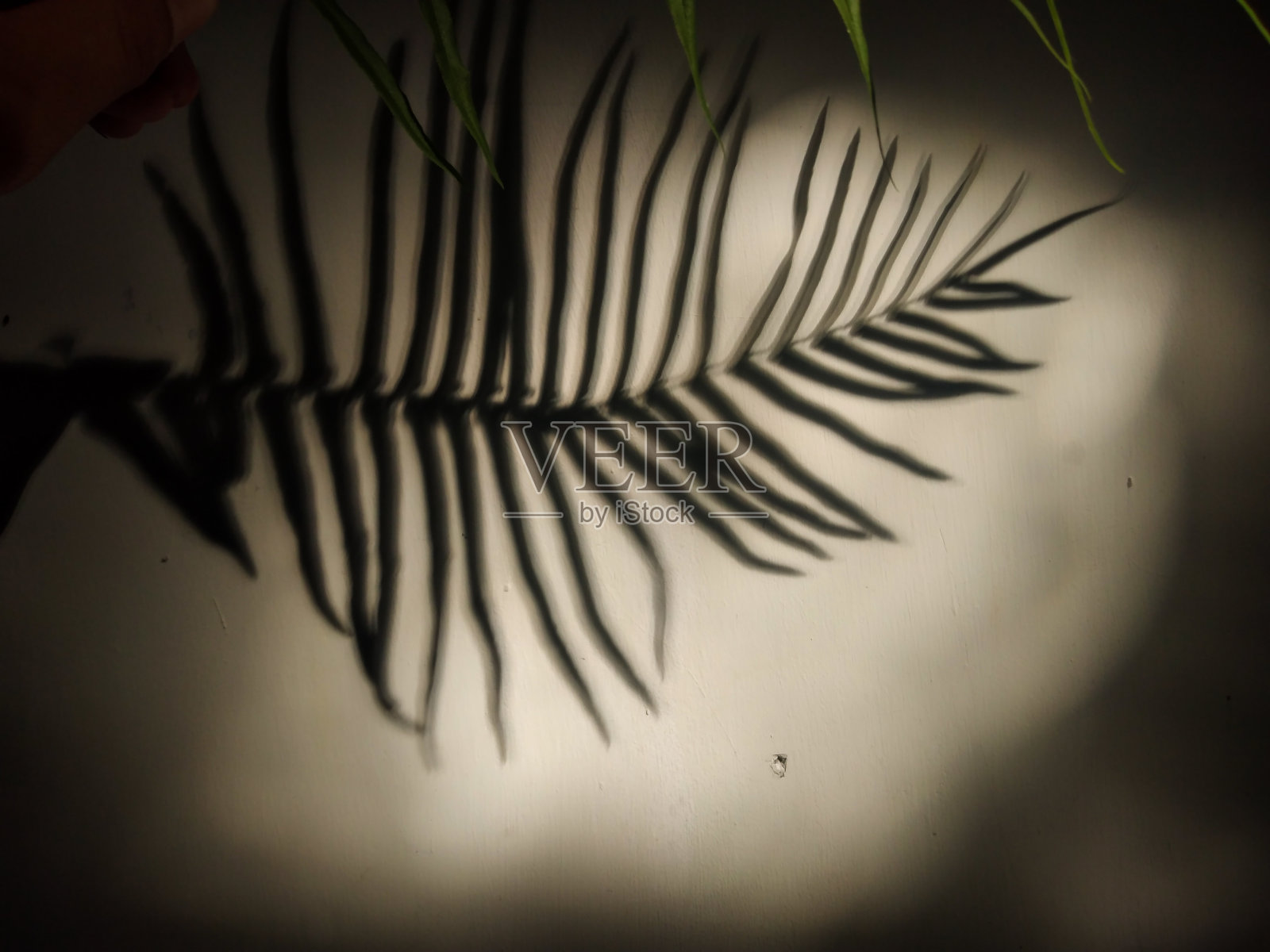 棕榈树叶子阴影在白墙背景照片摄影图片