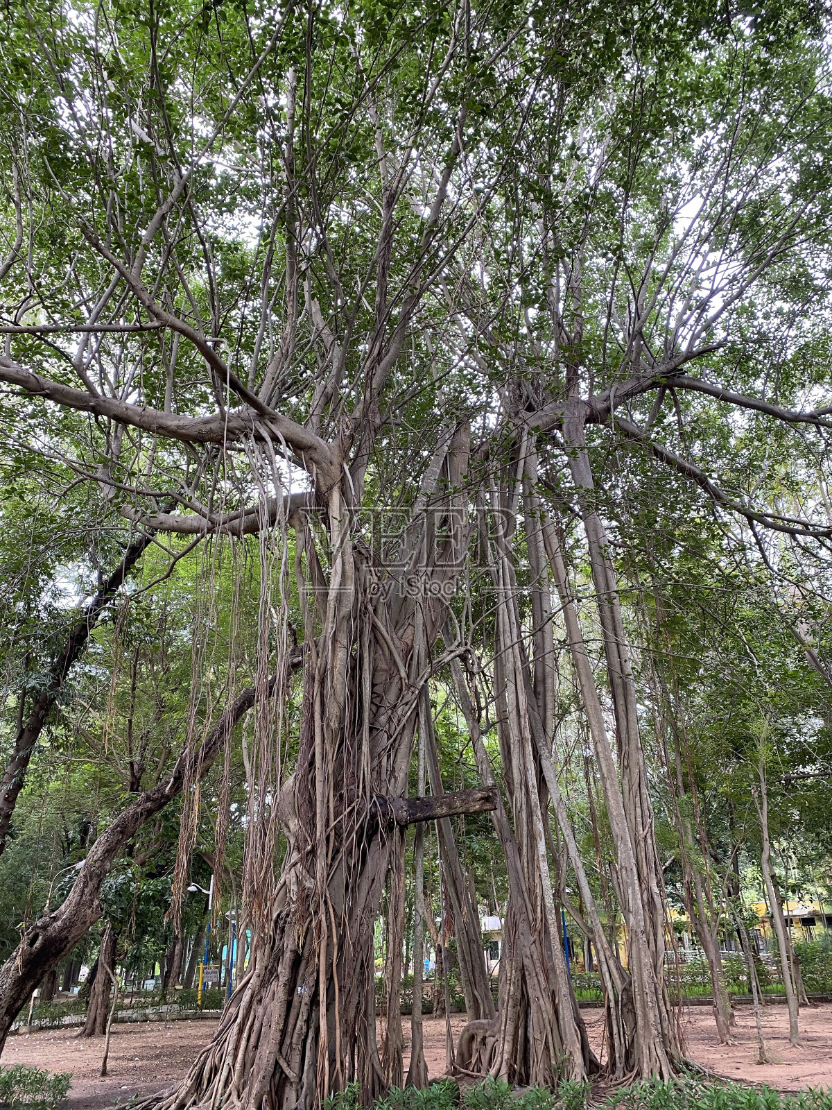 有垂根的树照片摄影图片