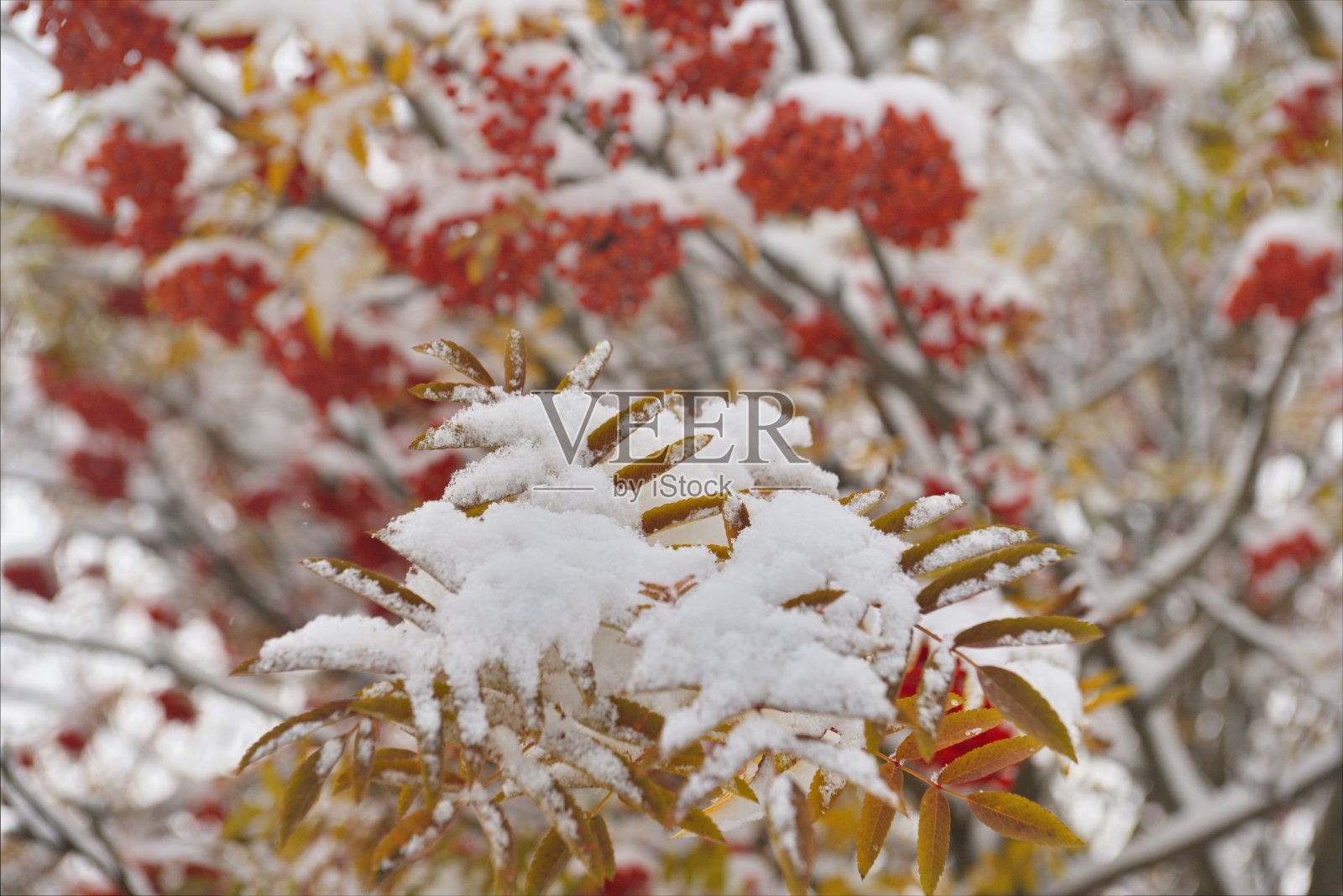 秋天的山灰在雪中照片摄影图片