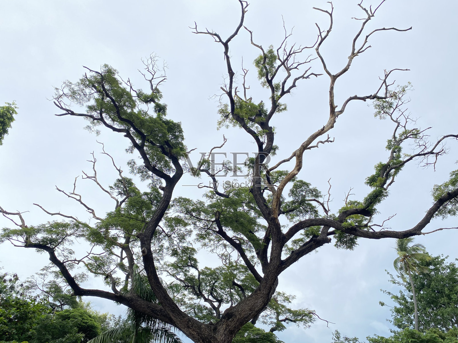 可怕的树照片摄影图片