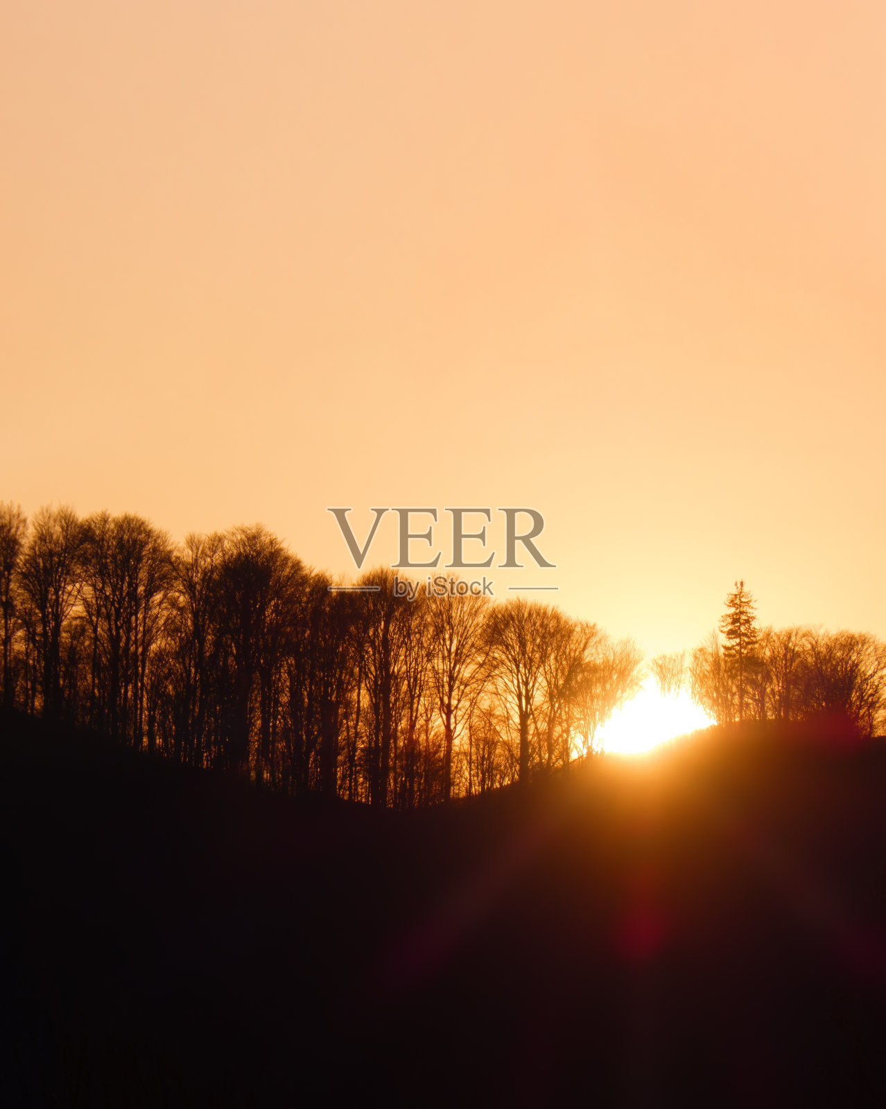 美丽的日落日出太阳阳光明媚的春天落叶林。阳光阳光穿过森林景观的树林。明暗复制空间照片摄影图片