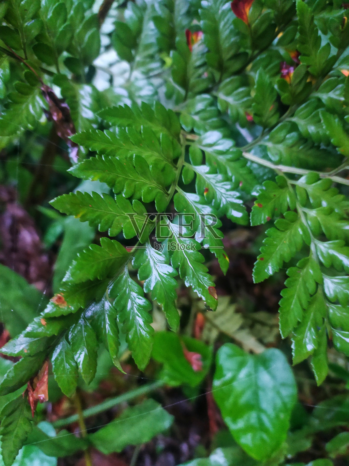 铁线蕨，又称皮蕨照片摄影图片