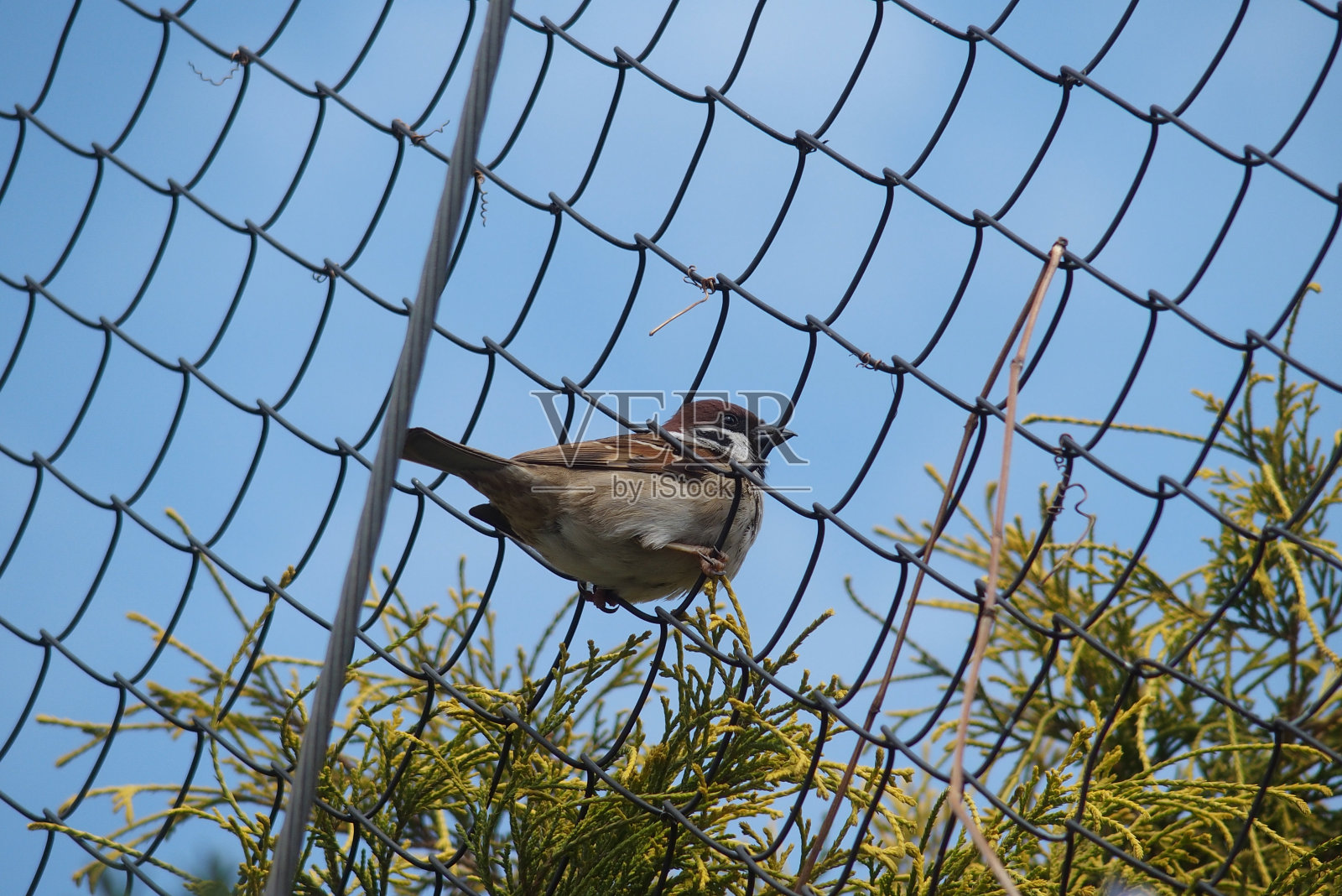 欧亚树雀以滑稽的姿势栖息在篱笆上照片摄影图片