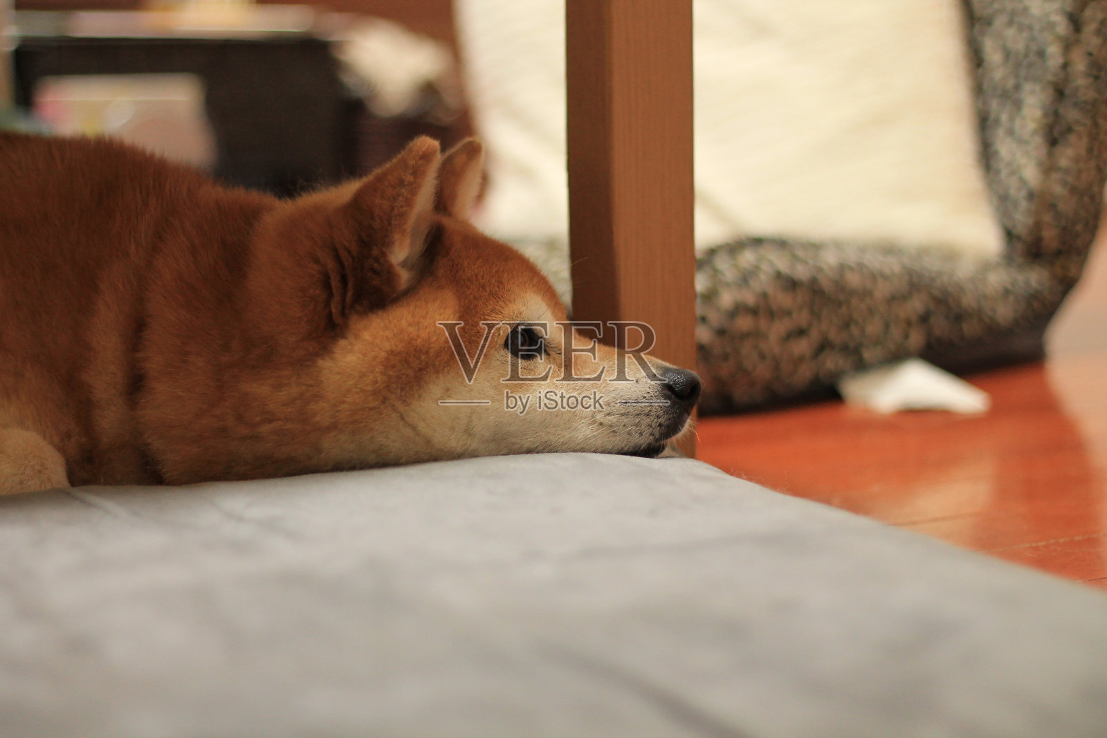 放松日本柴犬照片摄影图片