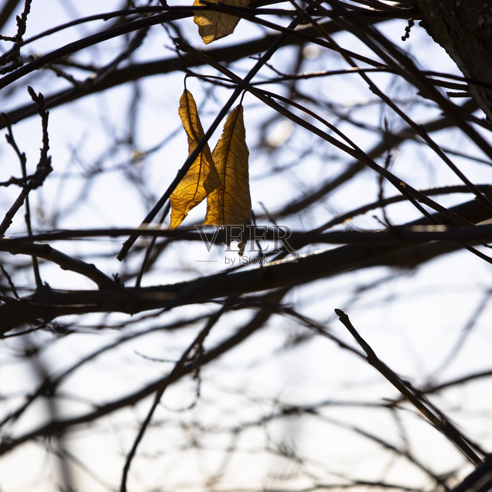 树枝上的枯叶照片摄影图片