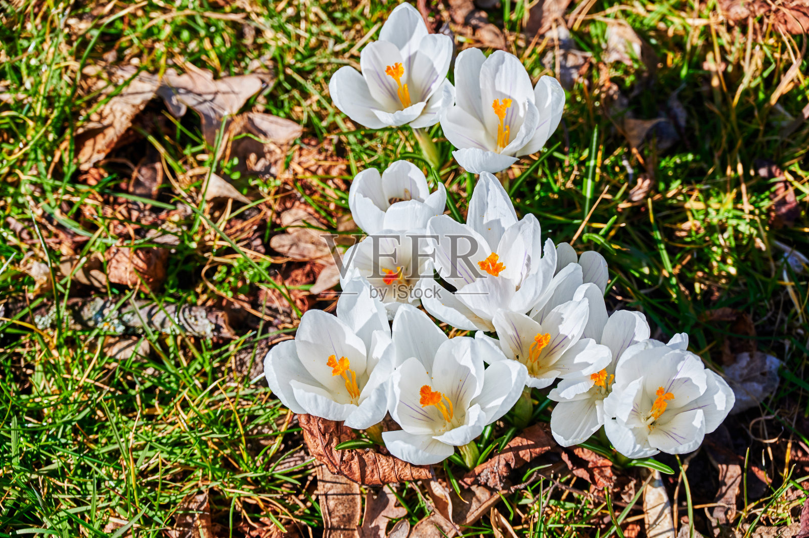 阳光下盛开的番红花。照片摄影图片