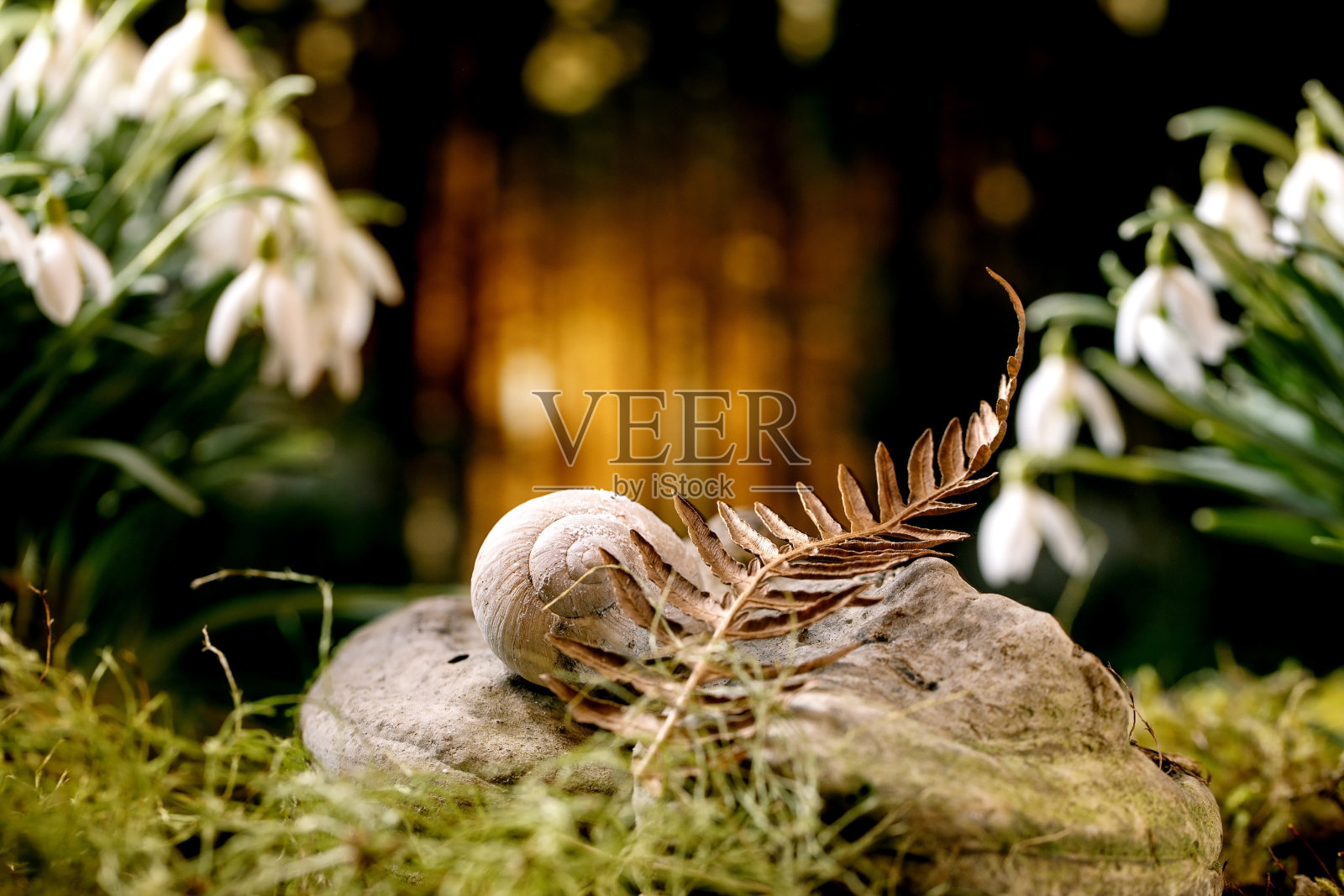 美丽的春天第一朵花在森林里的雪花莲照片摄影图片