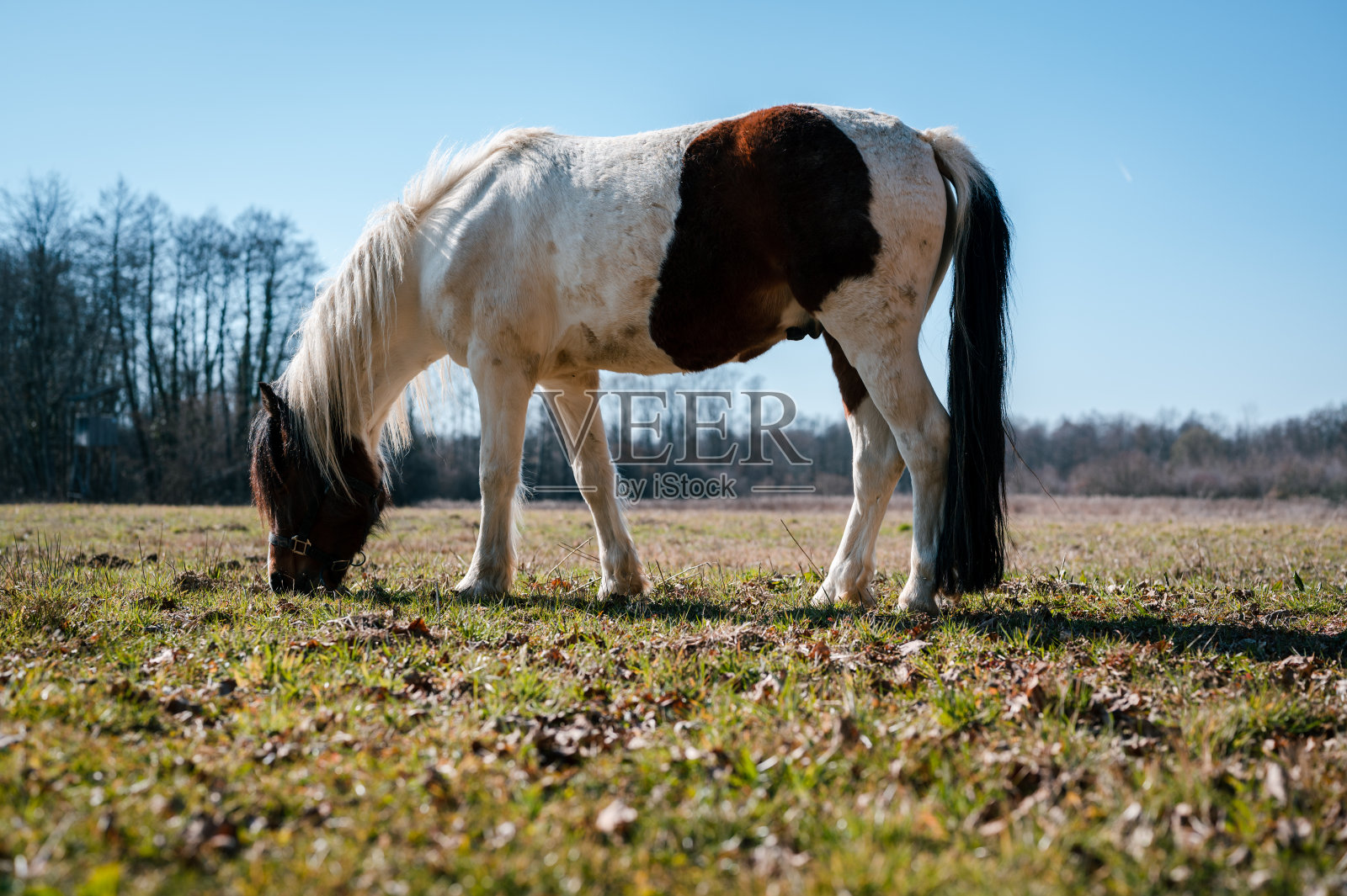 小马在绿色的牧场吃草照片摄影图片
