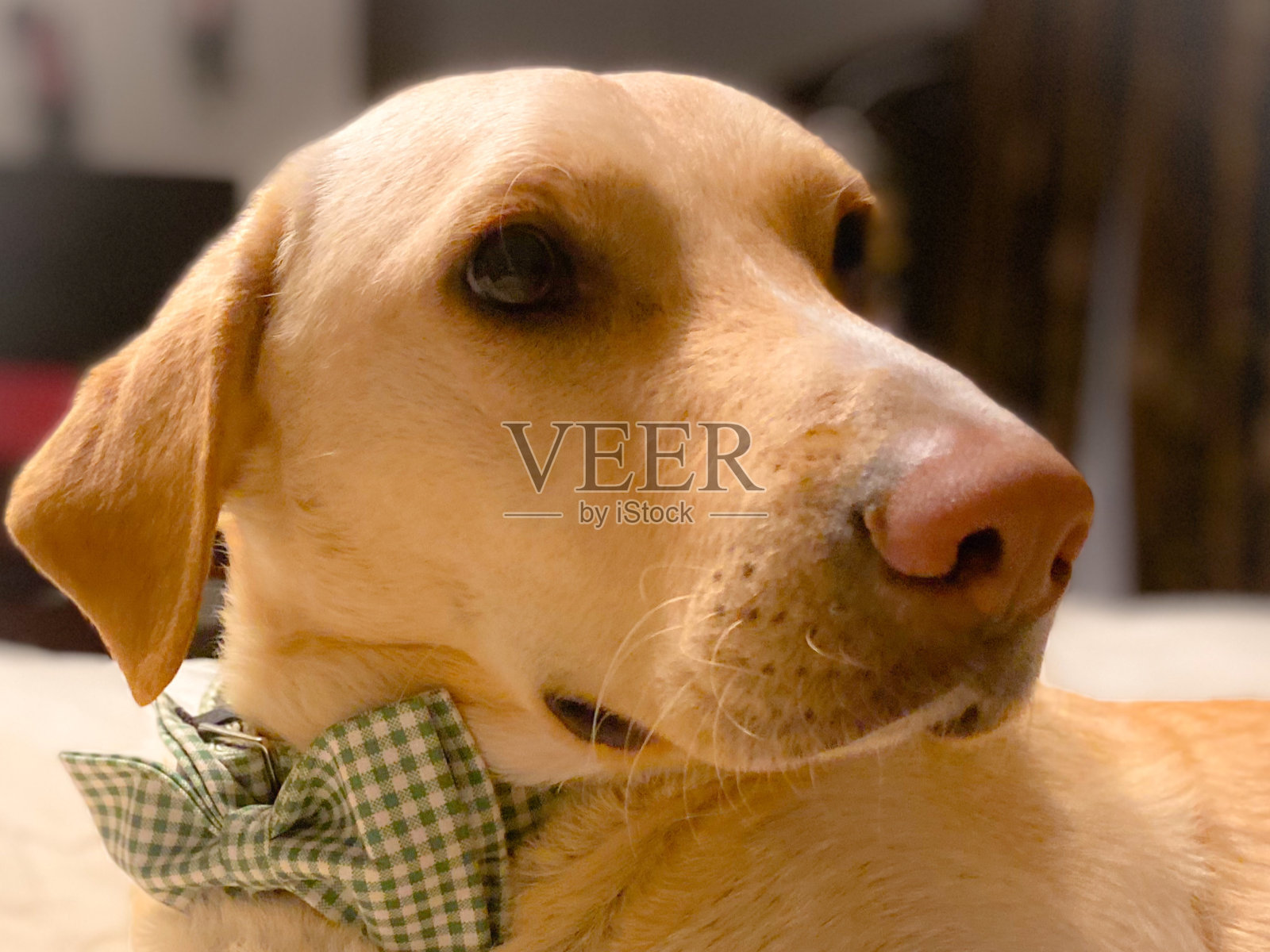 一种黄色的拉布拉多寻回犬，头和脸戴着绿色的格子蝴蝶结项圈照片摄影图片