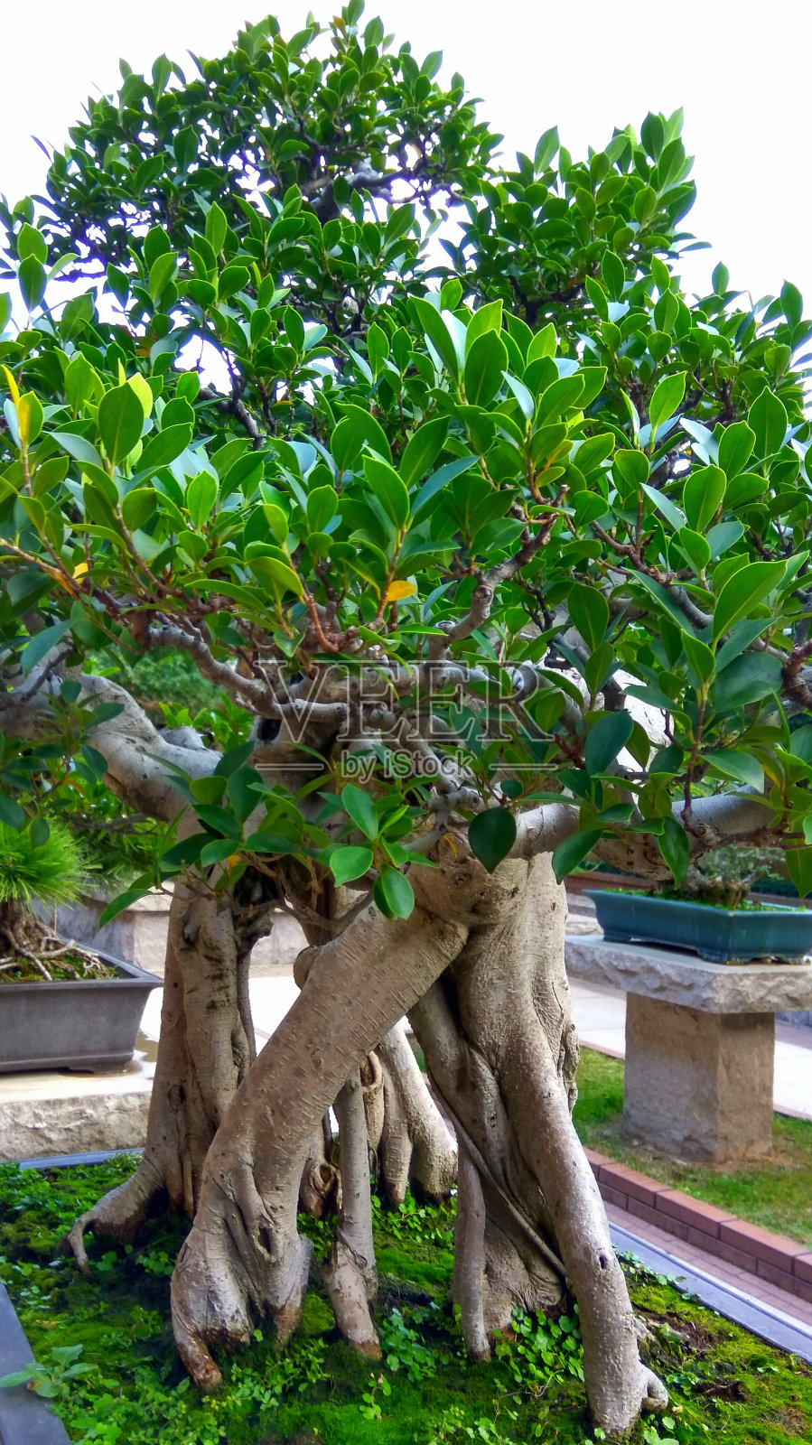 美丽的榕树盆景在花园里的花盆里照片摄影图片