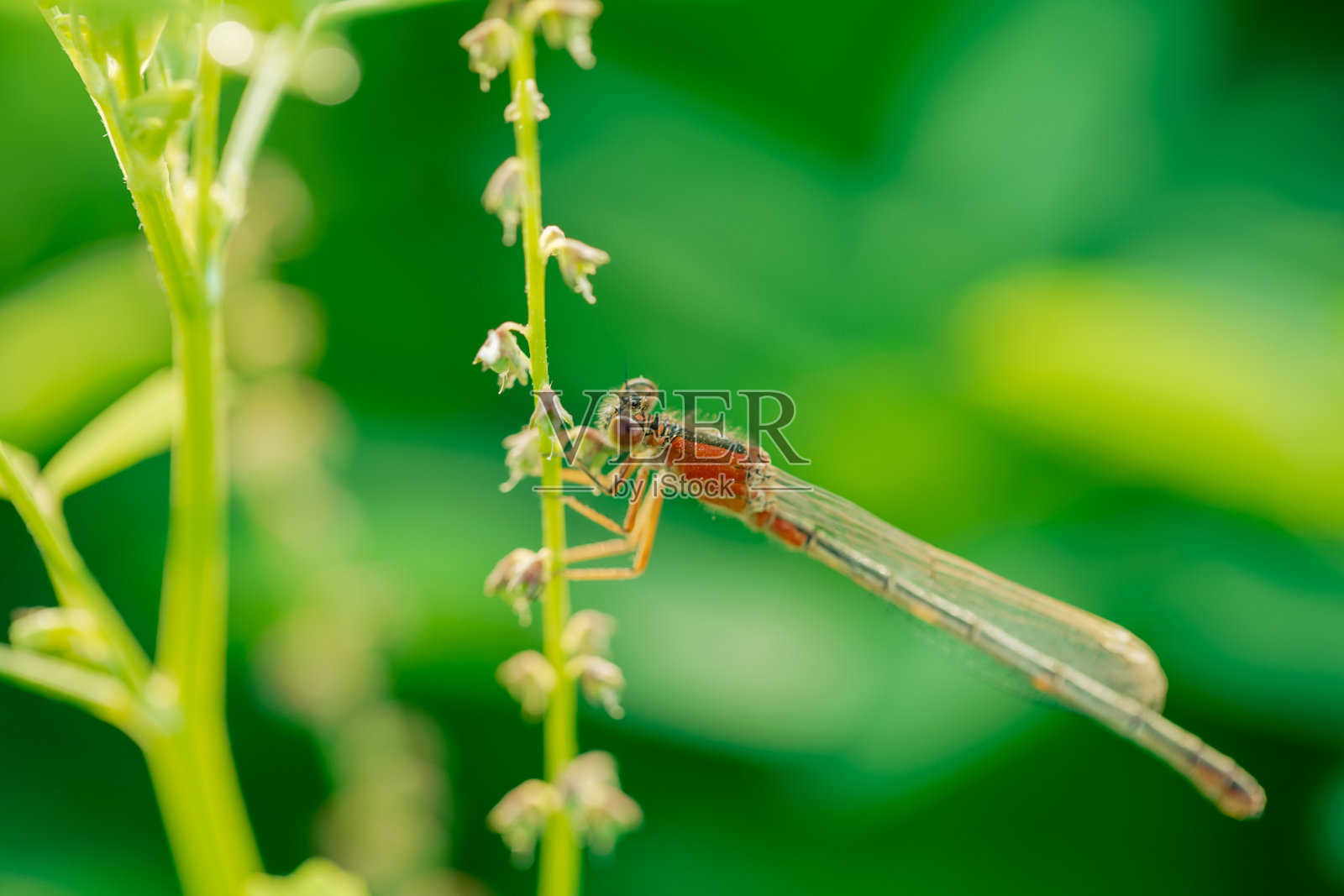 红色的蜻蜓照片摄影图片