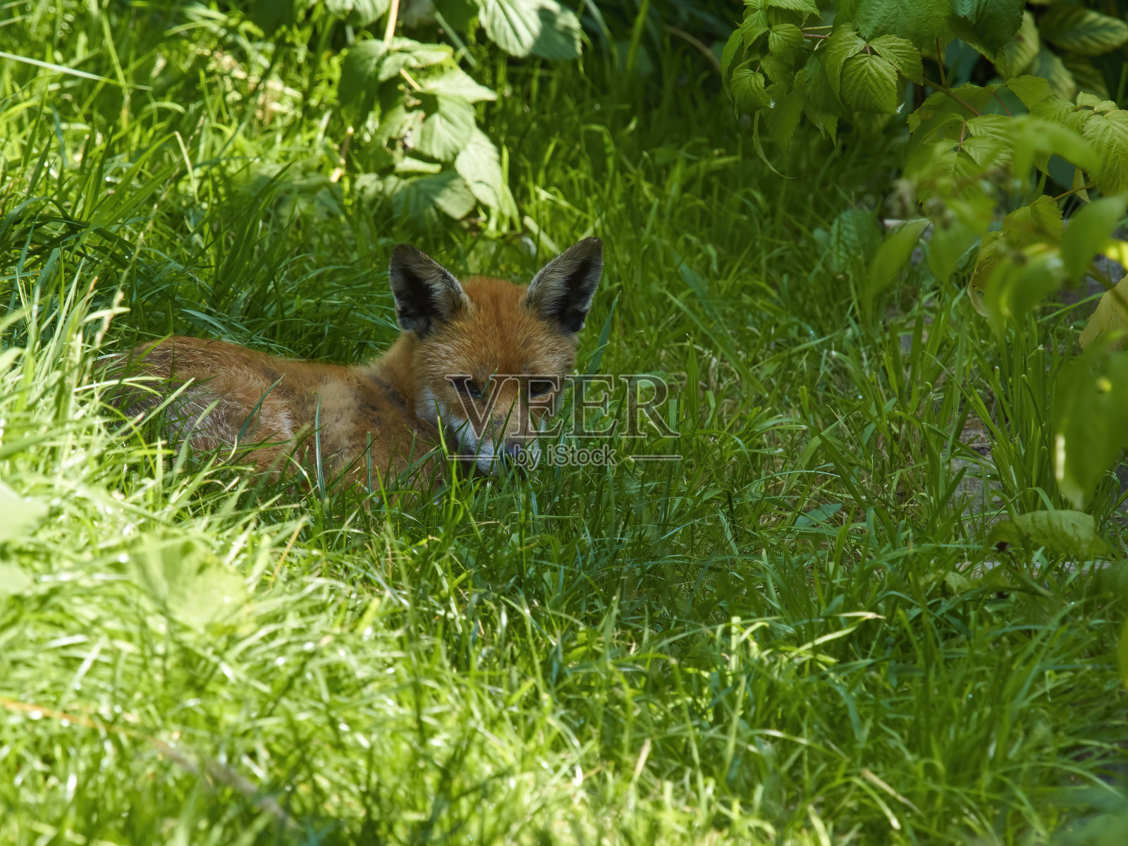 阴影的狐狸照片摄影图片