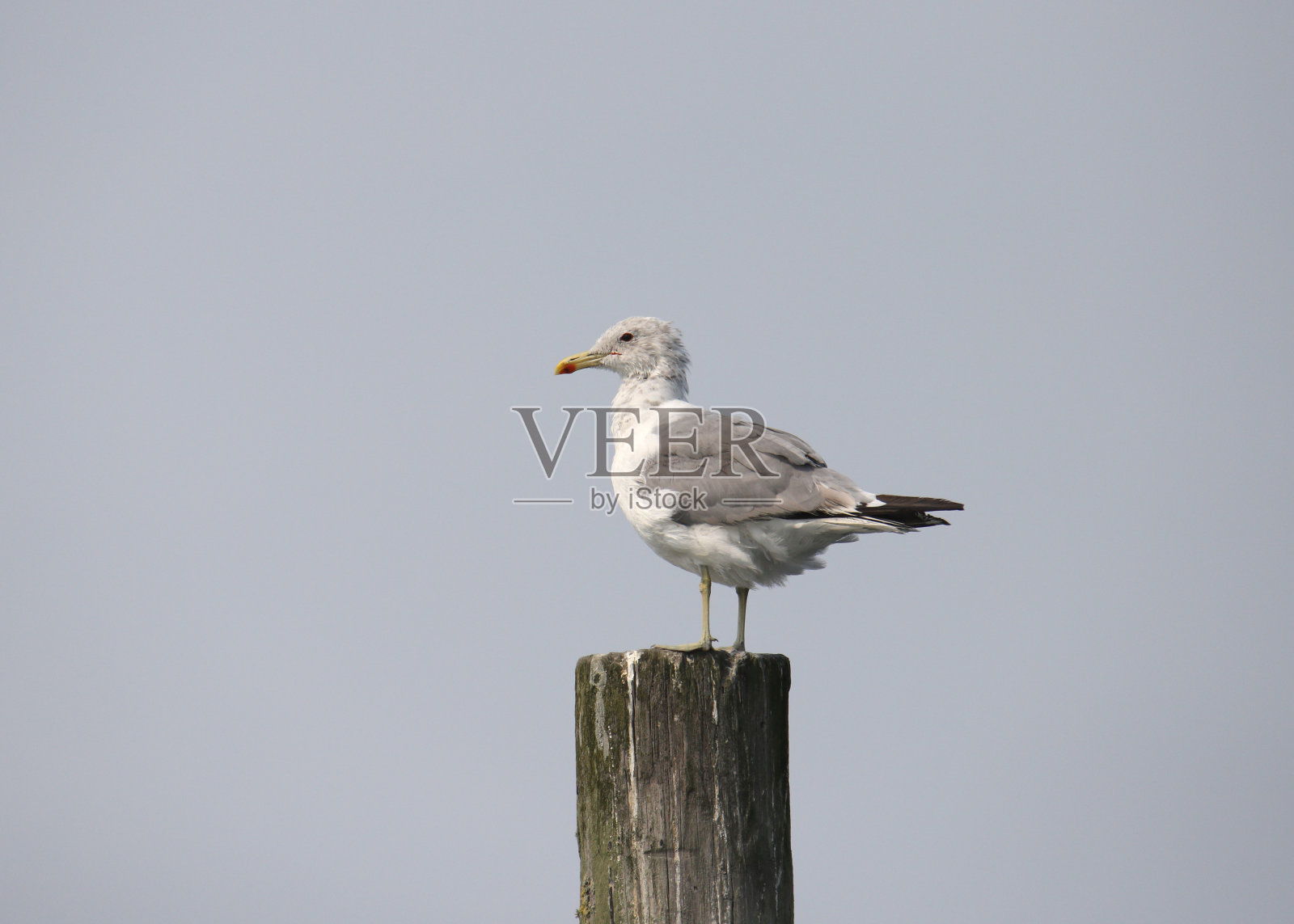 加利福尼亚鸥(非繁殖的)栖息在一根木桩上照片摄影图片