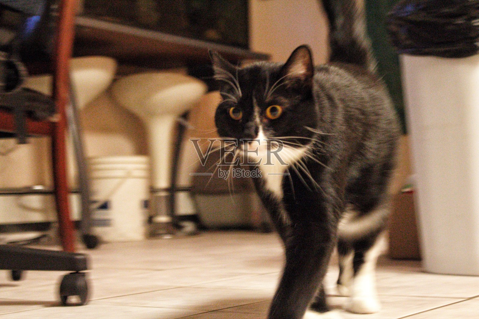 艾拉猫照片摄影图片