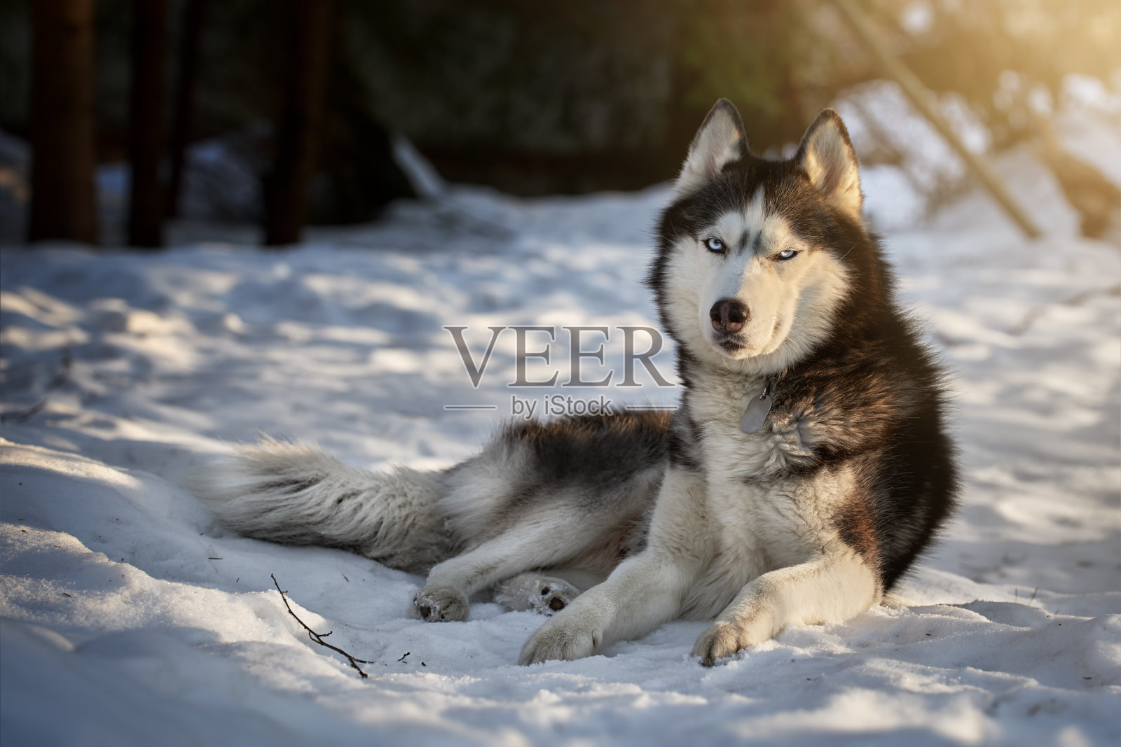 肖像可爱的哈士奇狗在雪在阳光明媚的傍晚照片摄影图片