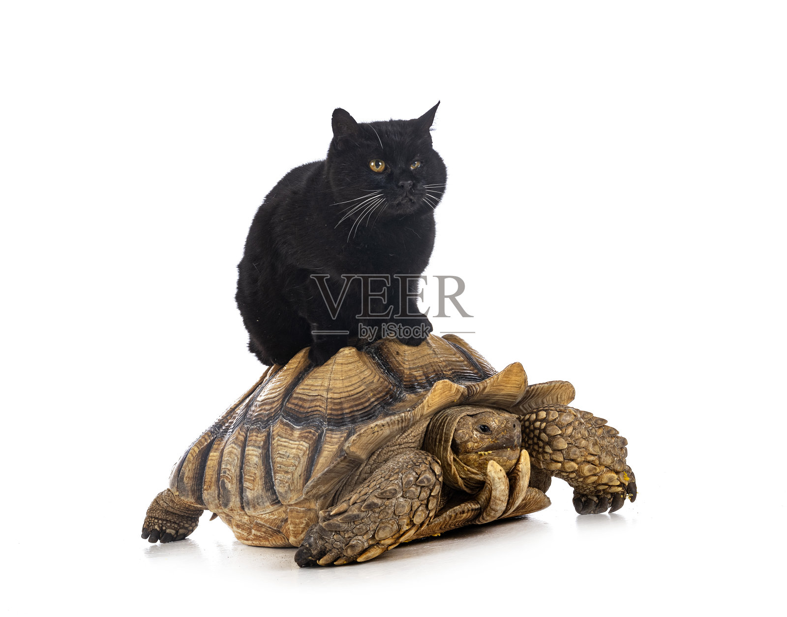 非洲盾臂龟和猫在工作室照片摄影图片