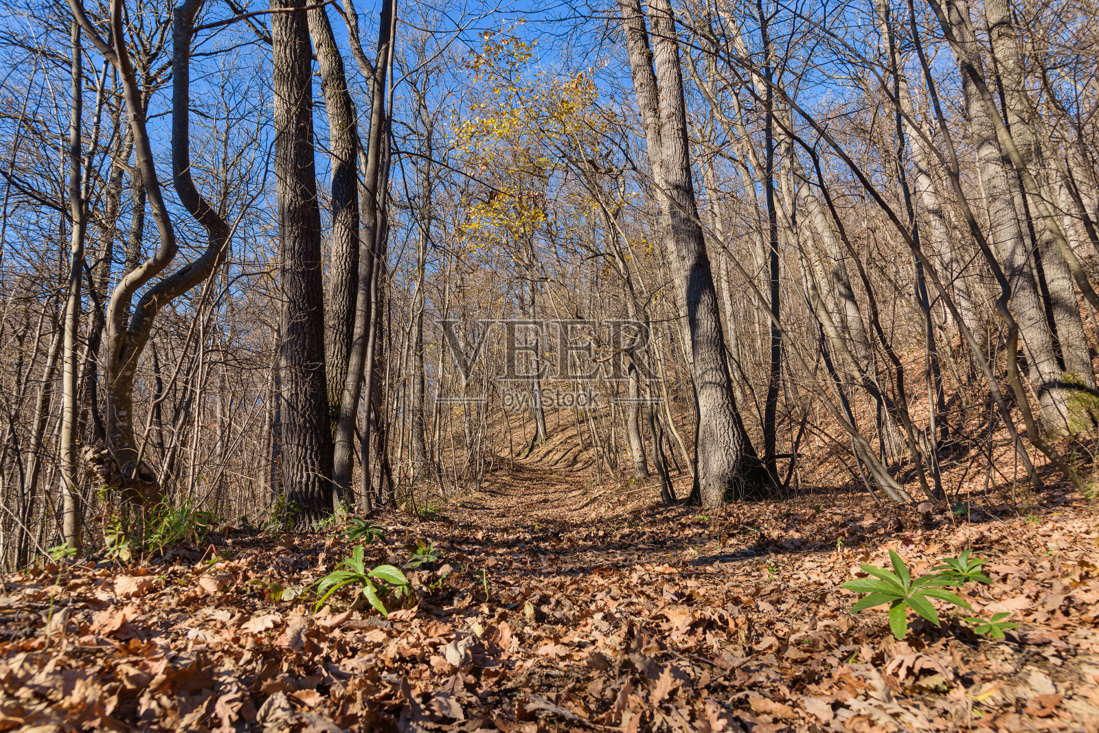 秋天的树叶和阳光穿过。弗鲁斯卡戈拉的秋天，这是塞尔维亚和伏伊伏丁那美丽的森林。照片摄影图片