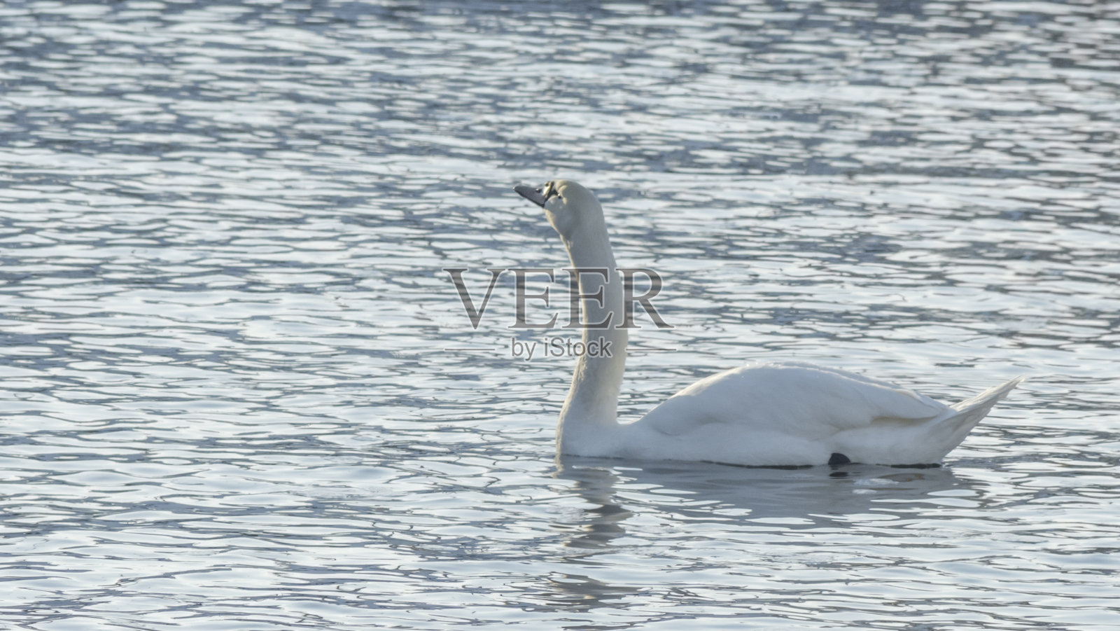 孤独美丽的白天鹅在冬天的河里游泳。过冬的天鹅在城市的河流。Ornitology概念。照片摄影图片