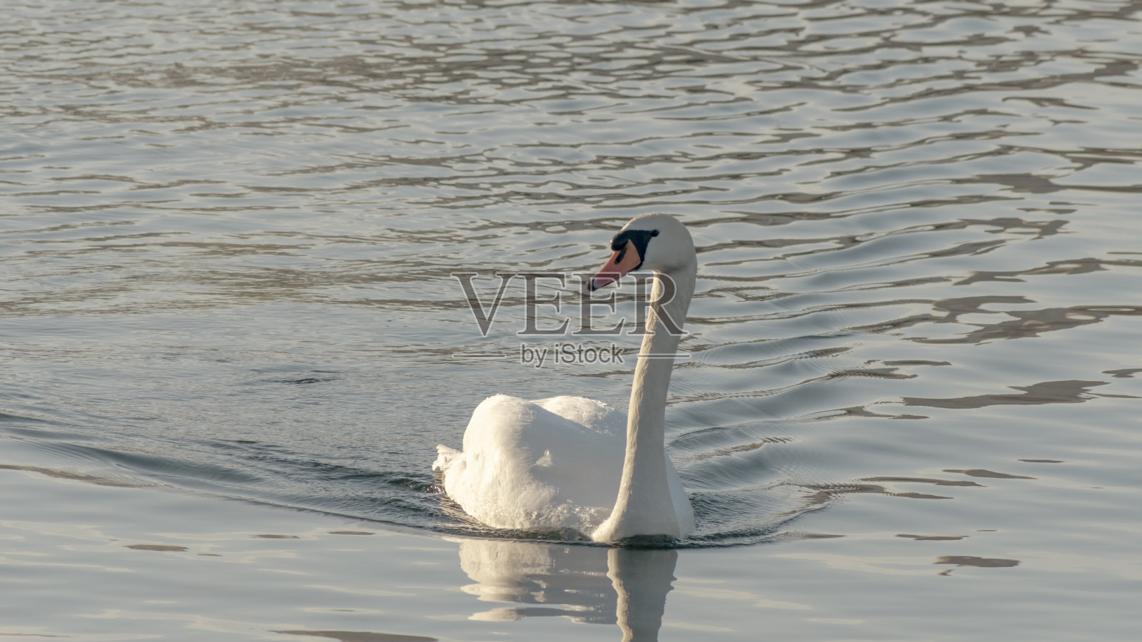 孤独美丽的白天鹅在冬天的河里游泳。过冬的天鹅在城市的河流。Ornitology概念。照片摄影图片