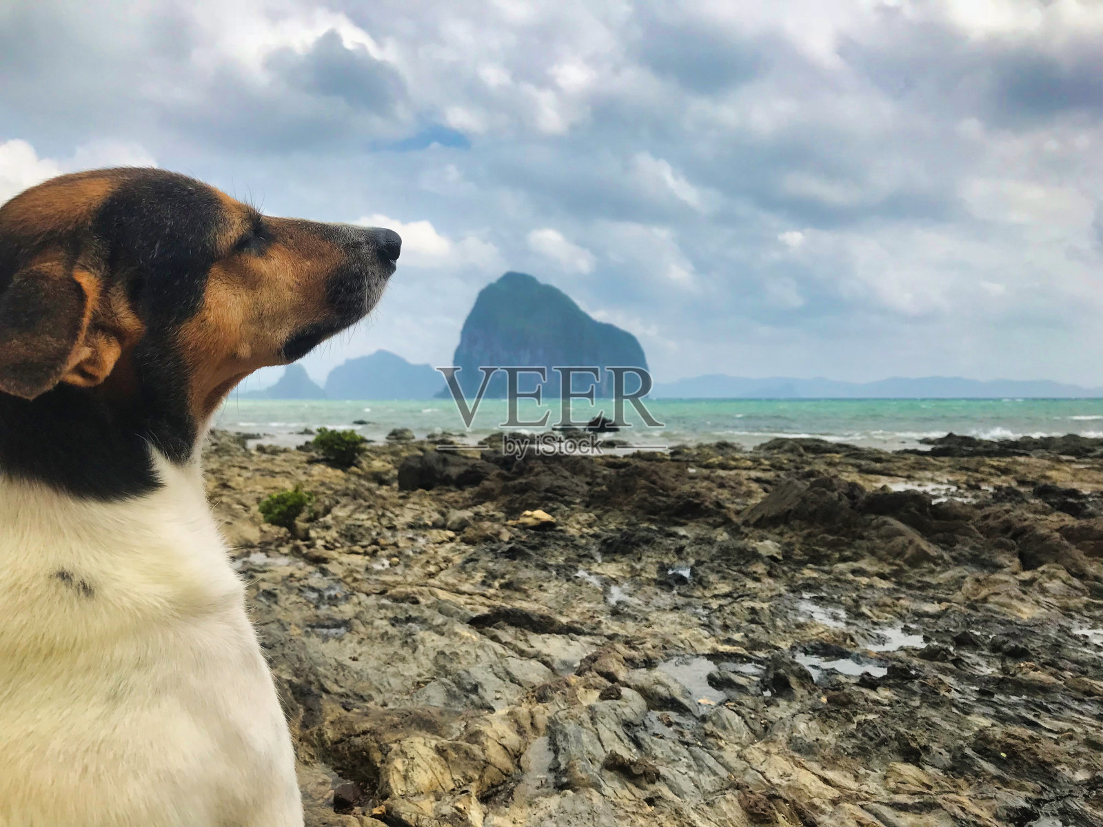 海滩狗喜欢宠物照片摄影图片