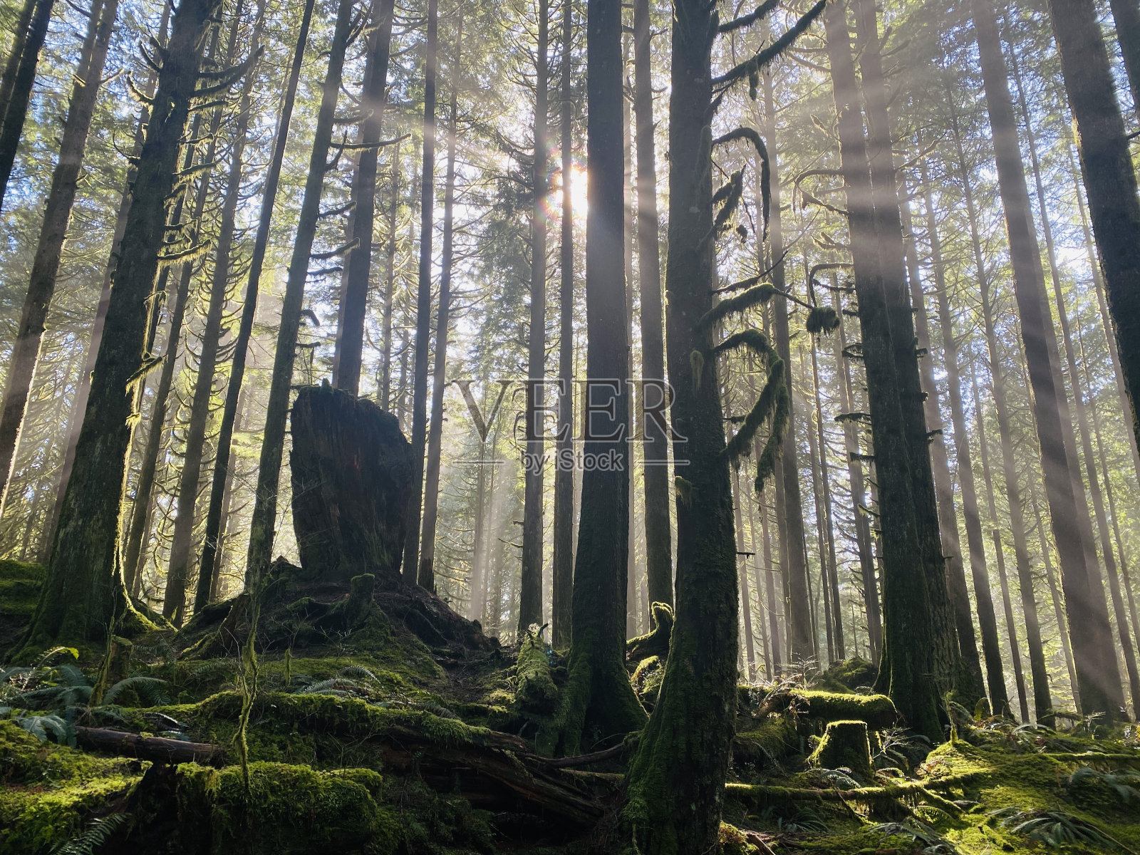 加拿大BC省枫树岭金耳朵省公园照片摄影图片