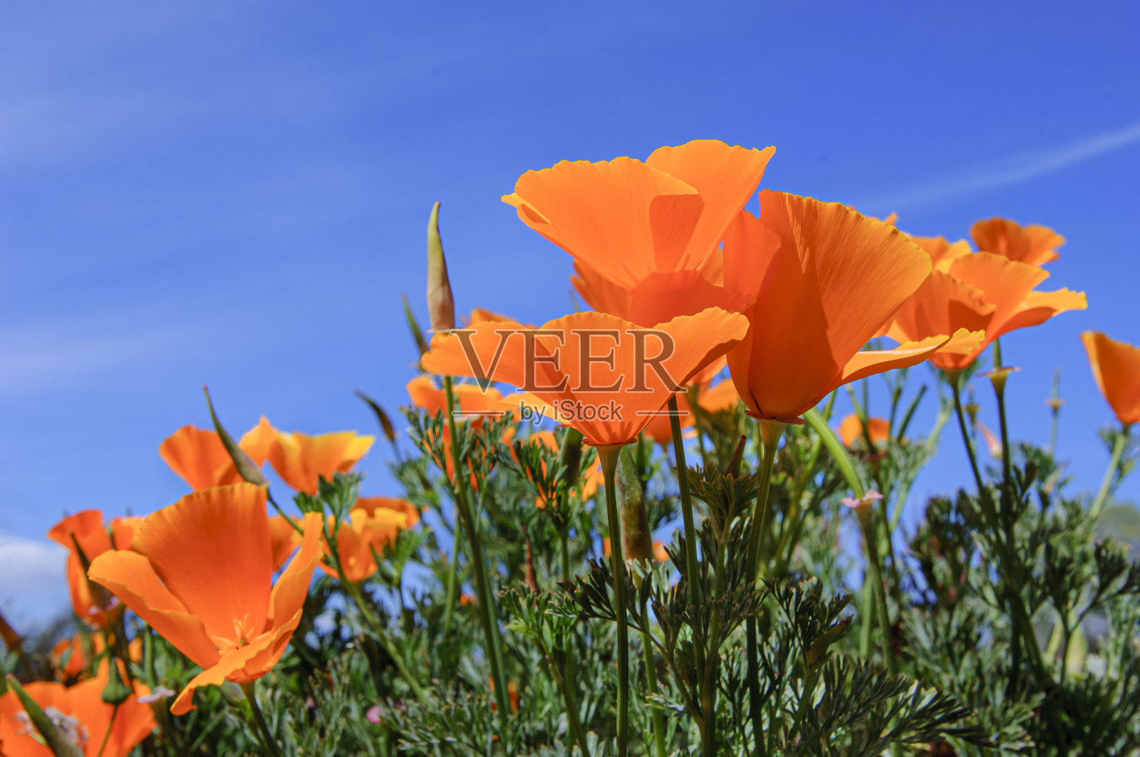 盛开的加州罂粟低角度特写照片摄影图片