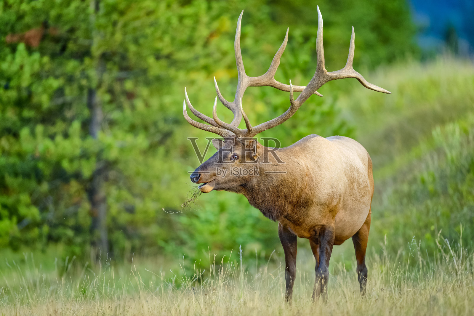 加拿大阿尔伯塔省的贾斯珀国家公园照片摄影图片