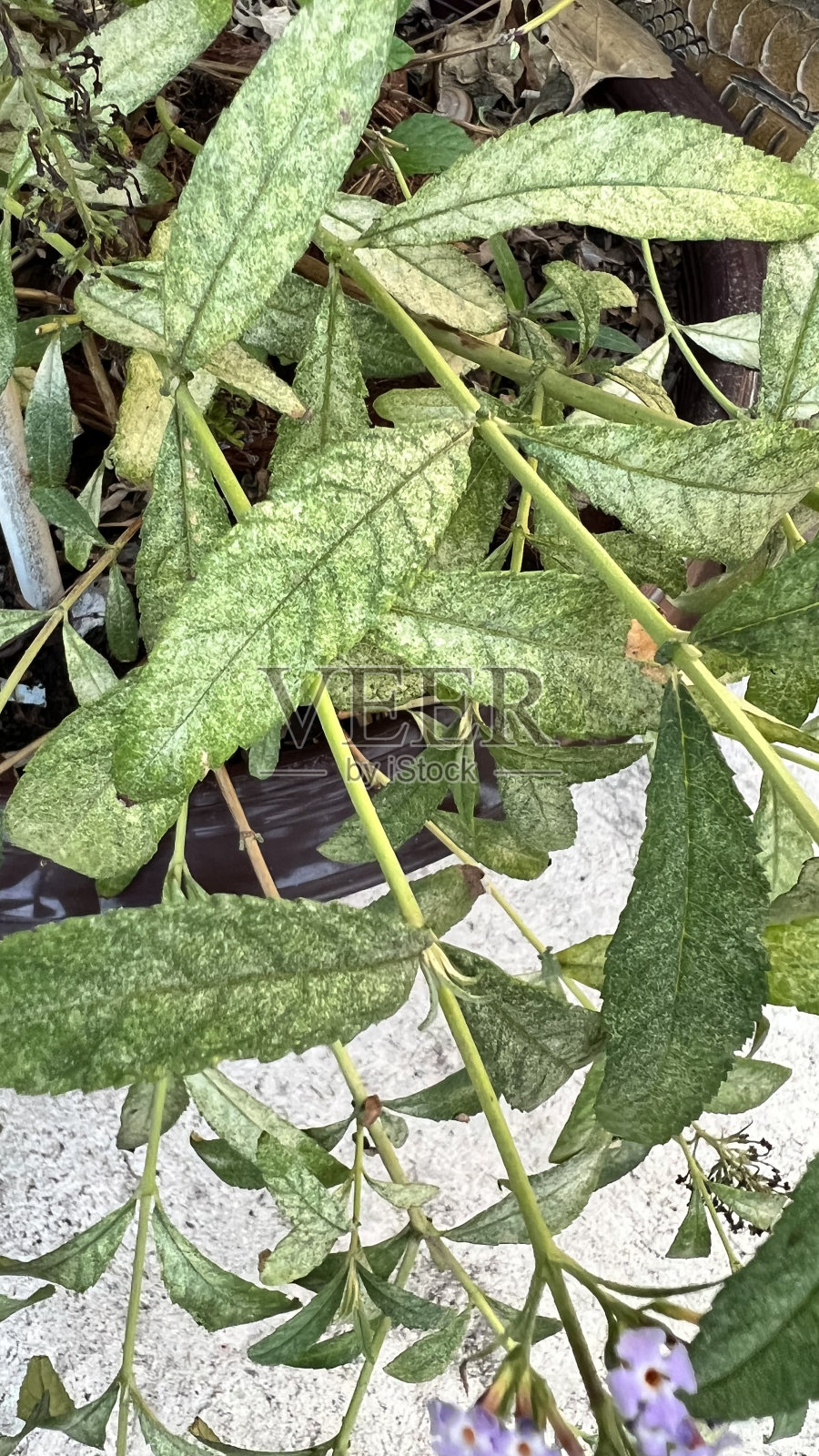 叶子上的白粉病照片摄影图片