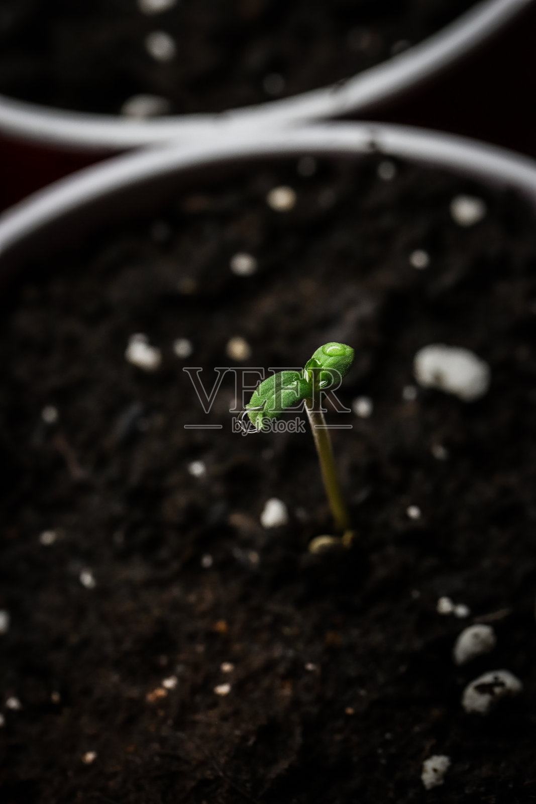 幼苗照片摄影图片