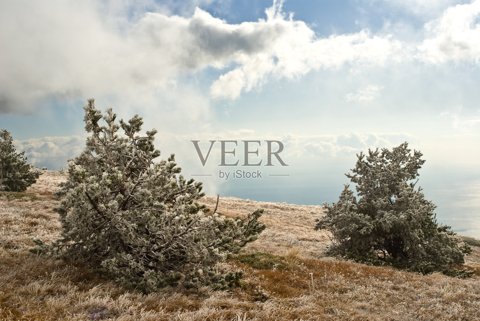 松树在晴朗的日子里生长照片摄影图片