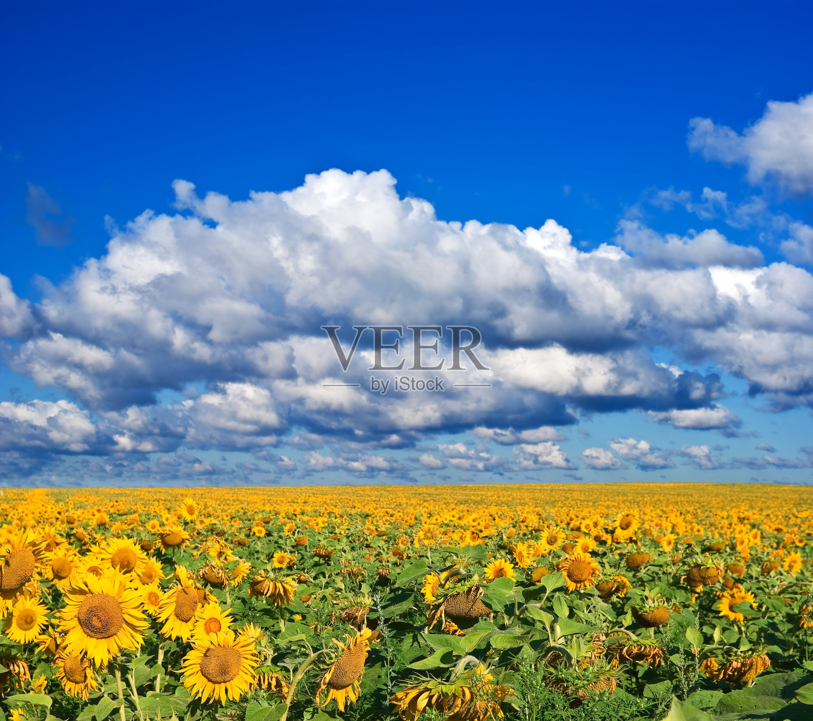 美丽的向日葵田照片摄影图片