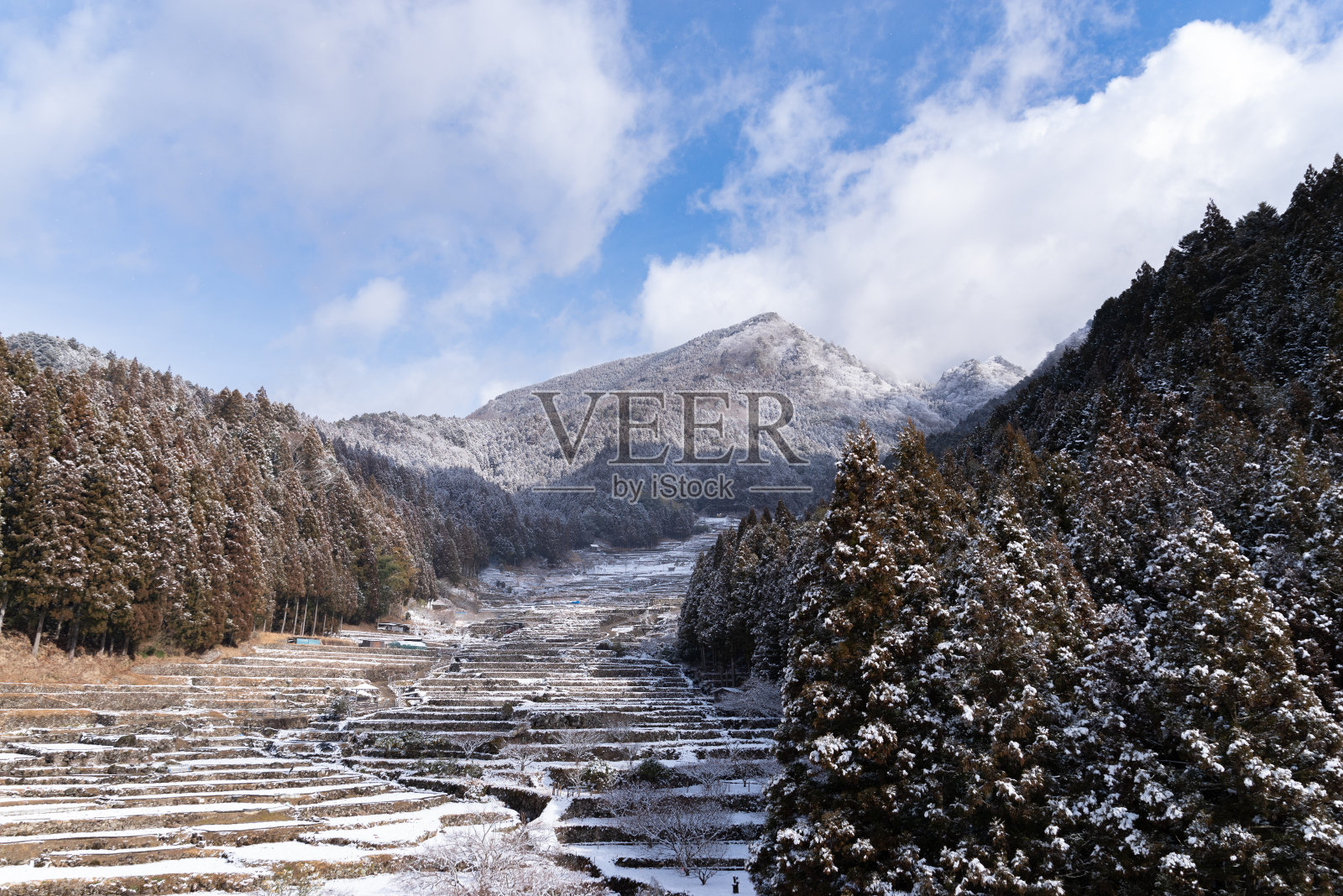 冬季水稻梯田照片摄影图片