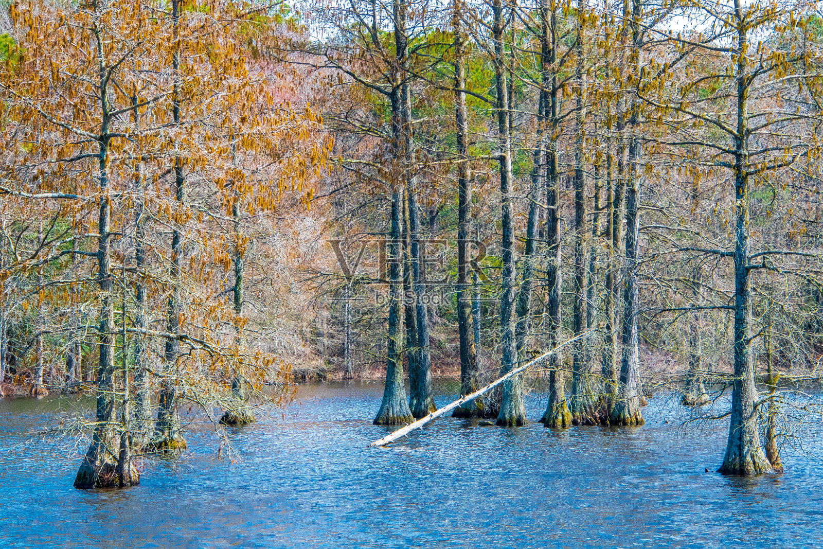 水塘里的白柏树景观照片摄影图片