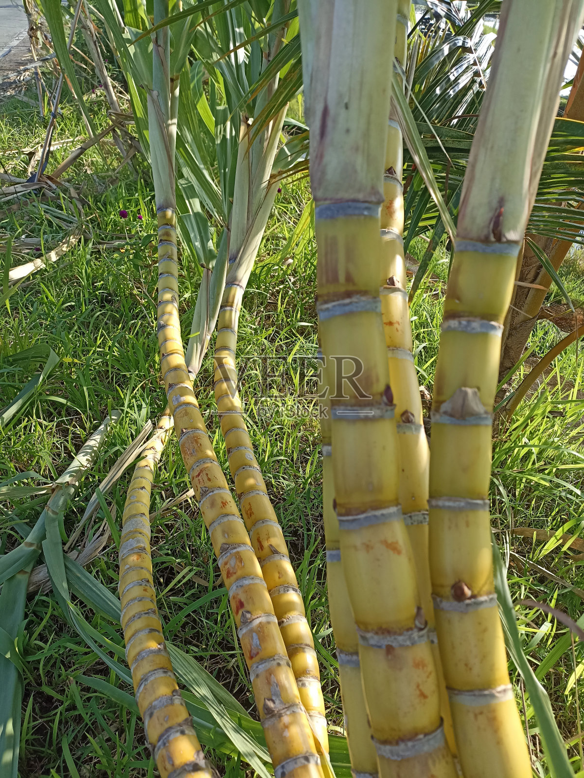 黄色的甘蔗树。照片摄影图片