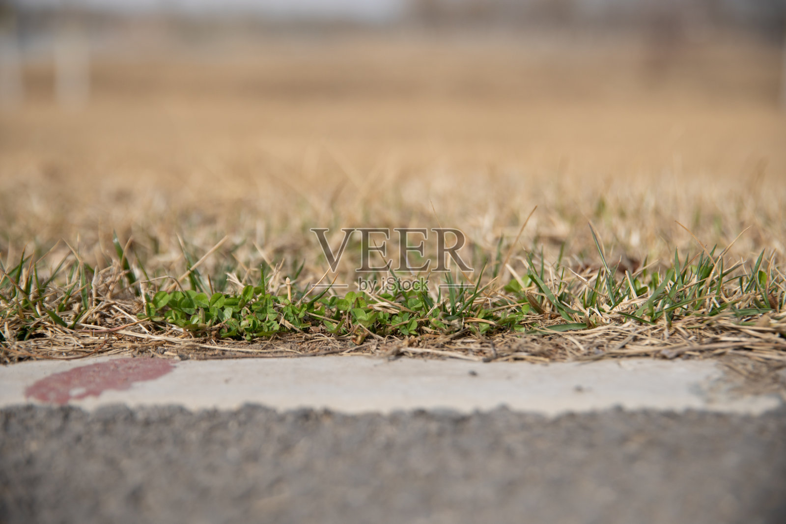 春天是植物重新生长的季节照片摄影图片