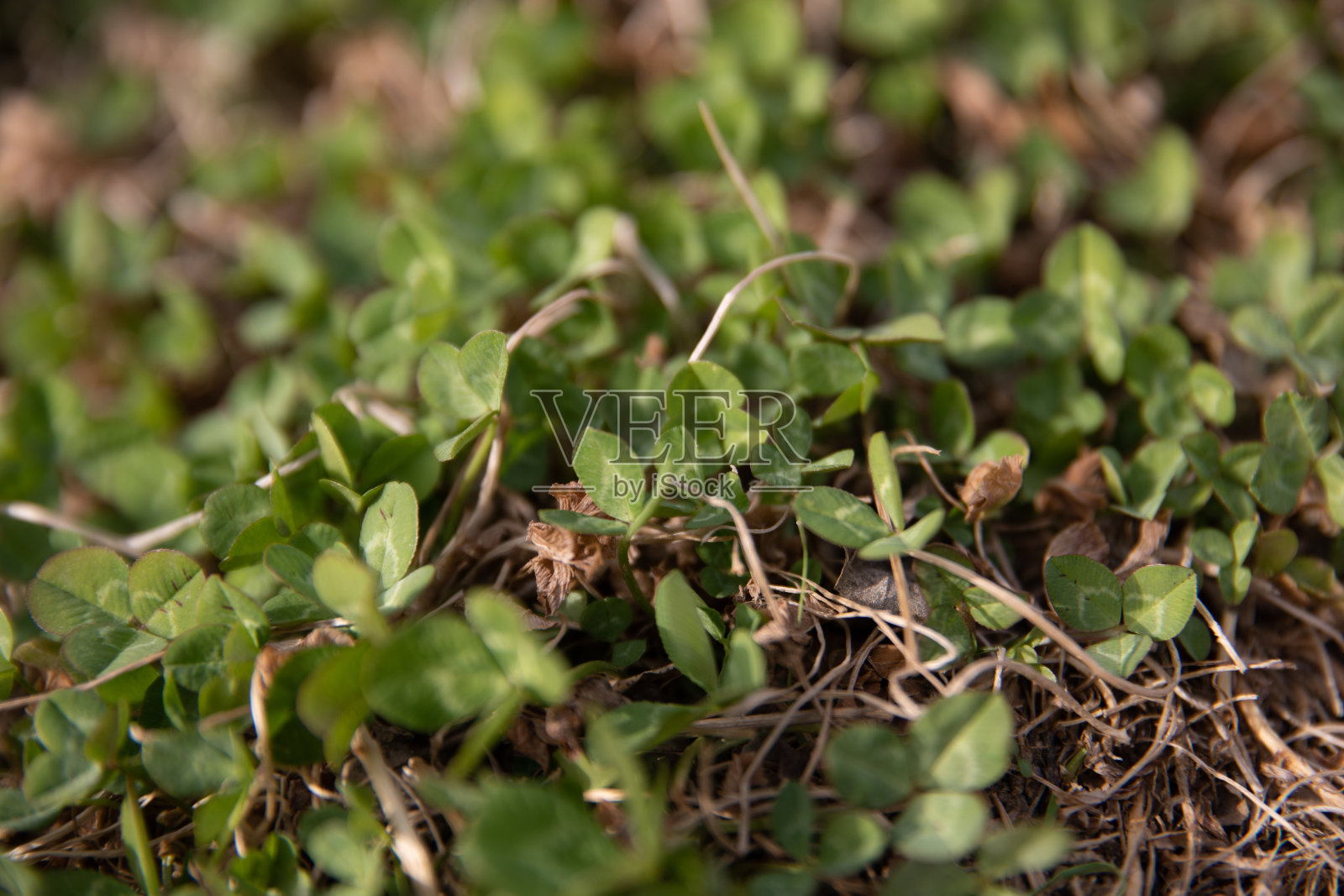 春天是植物重新生长的季节照片摄影图片