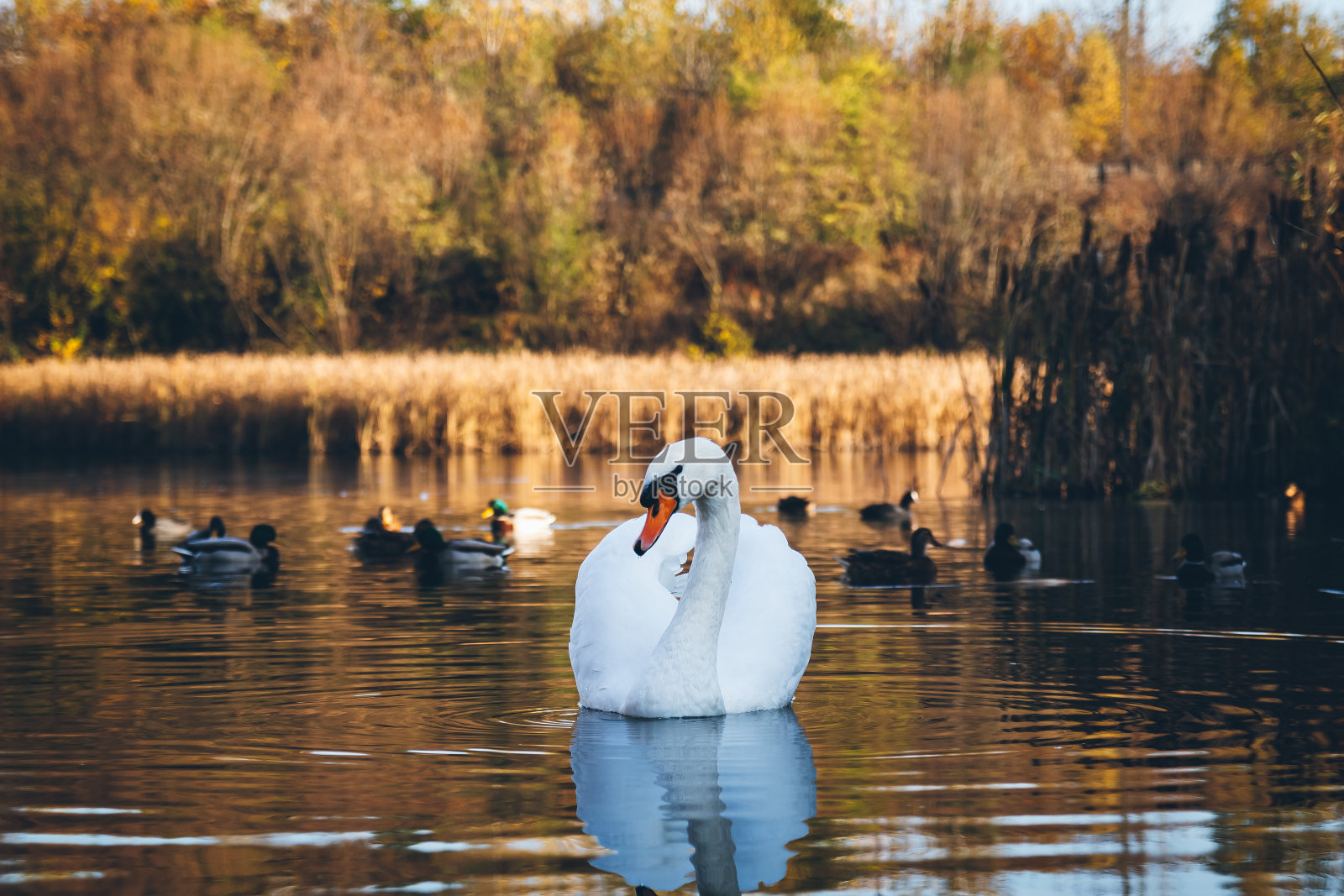 白天鹅在池塘里游来游去寻找食物。照片摄影图片
