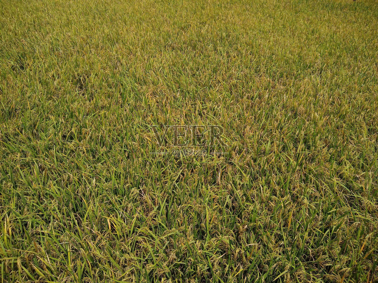 印度泰米尔纳德邦Tenkasi稻田的水稻种植照片摄影图片