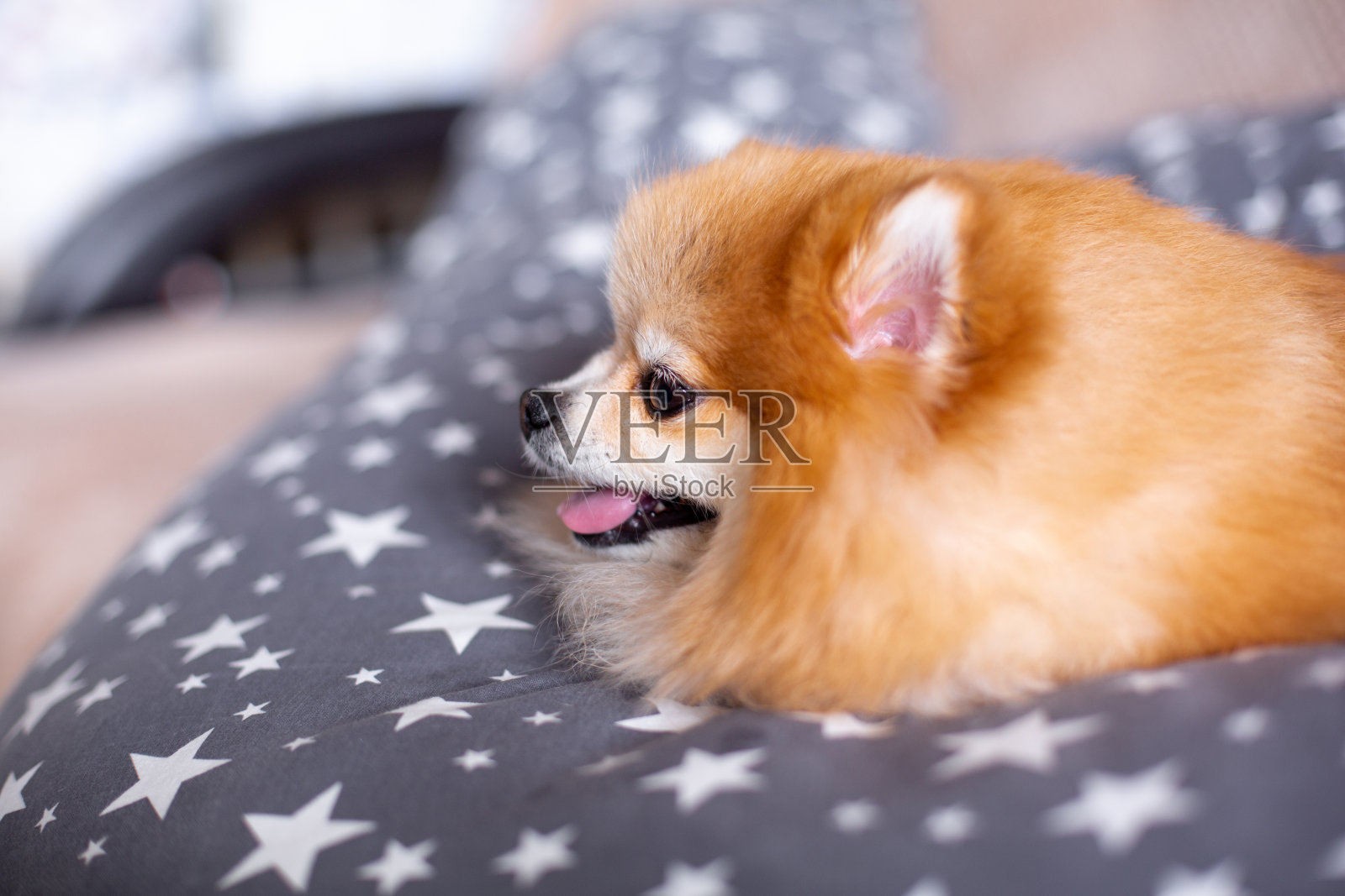 可爱的博美犬躺在房间的床上。照片摄影图片