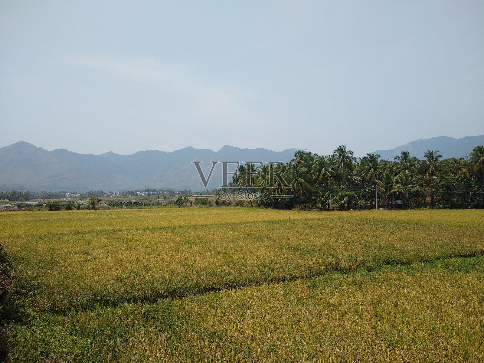 印度泰米尔纳德邦Tenkasi稻田的水稻种植照片摄影图片