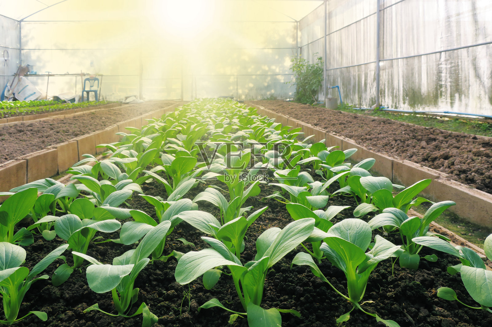 蔬菜种植照片摄影图片