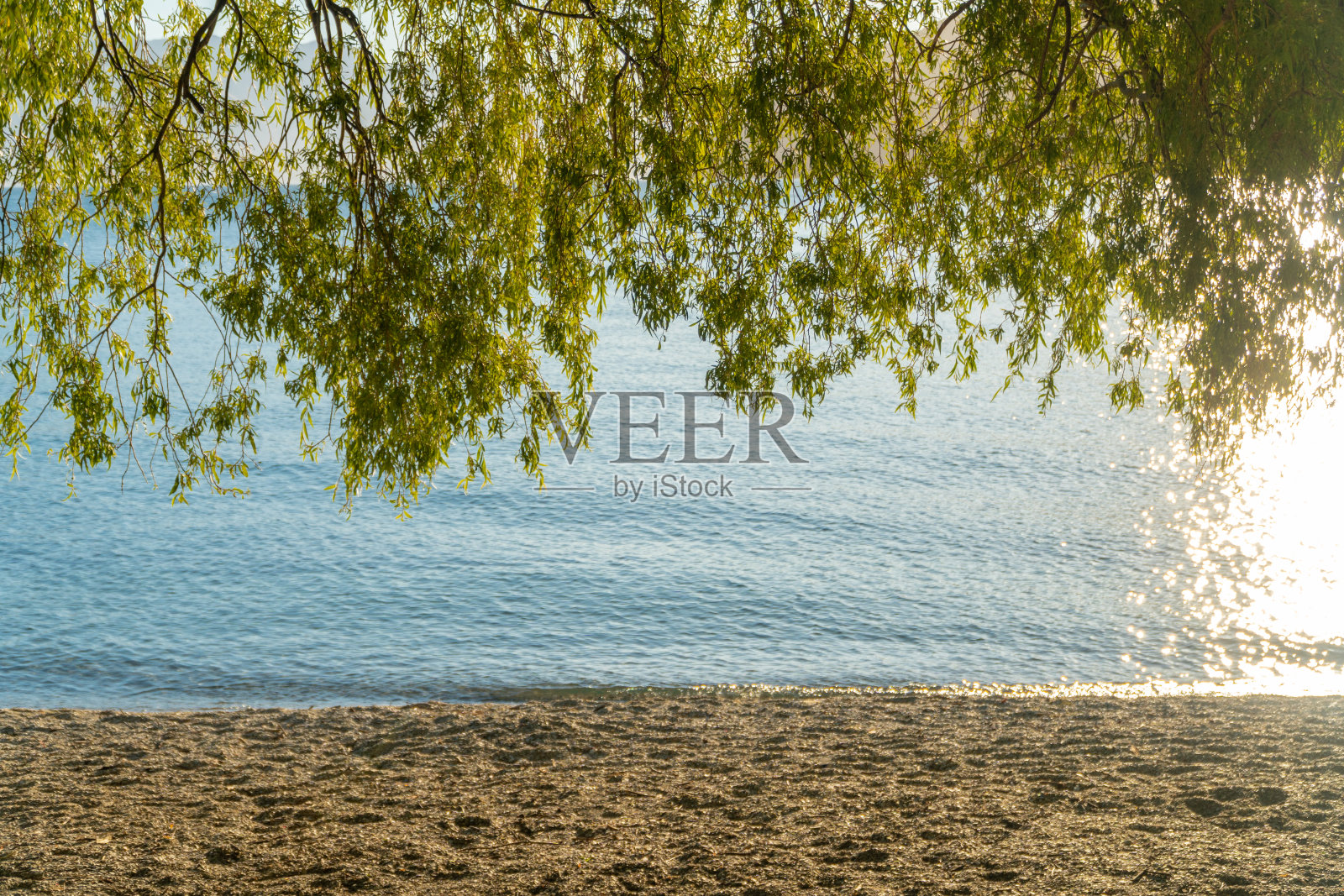 垂柳下的湖与沙照片摄影图片