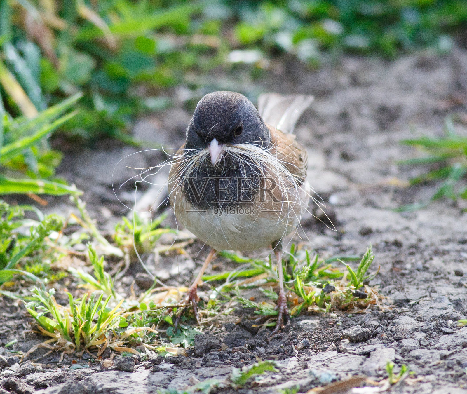 黑眼野猪觅食筑巢材料照片摄影图片