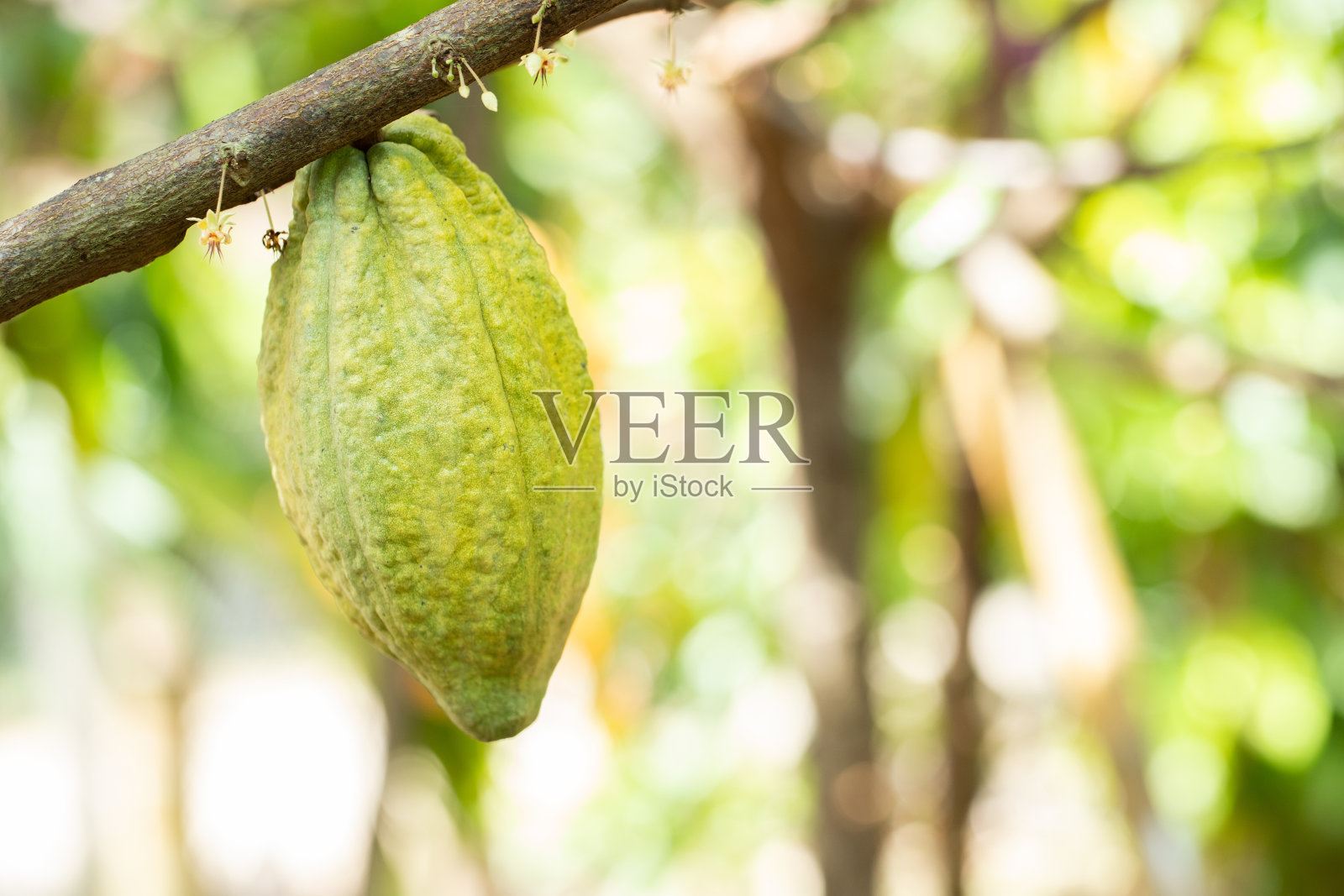 可可树(可可树)。天然的有机可可果荚。照片摄影图片