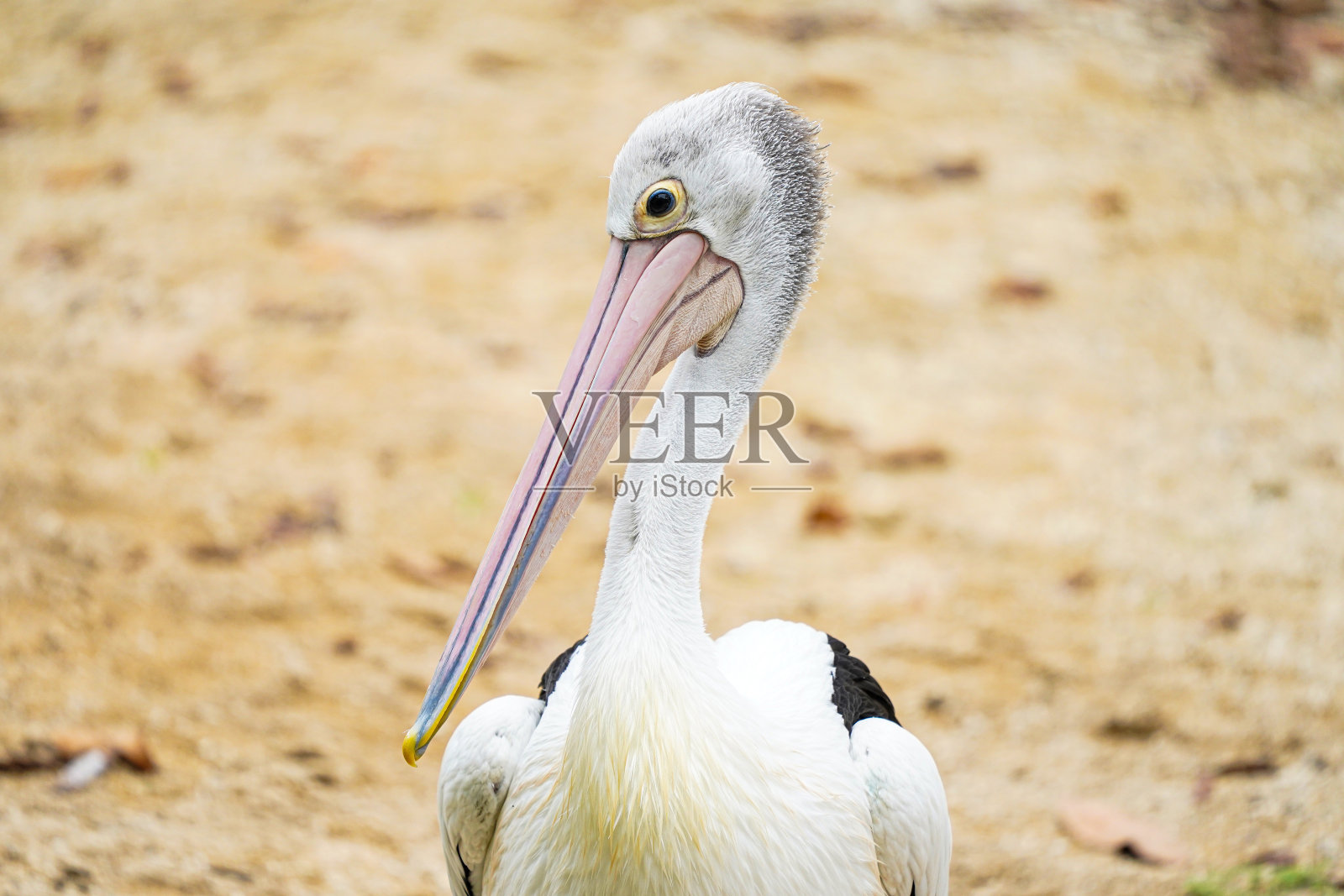 鹈鹕的特写照片摄影图片
