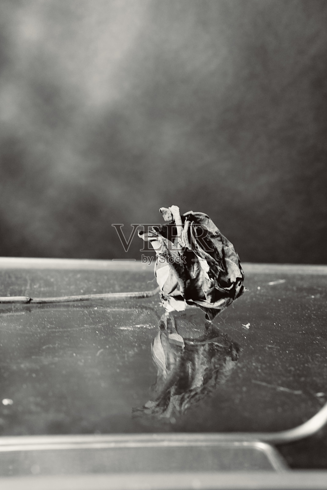 过去的玫瑰照片摄影图片